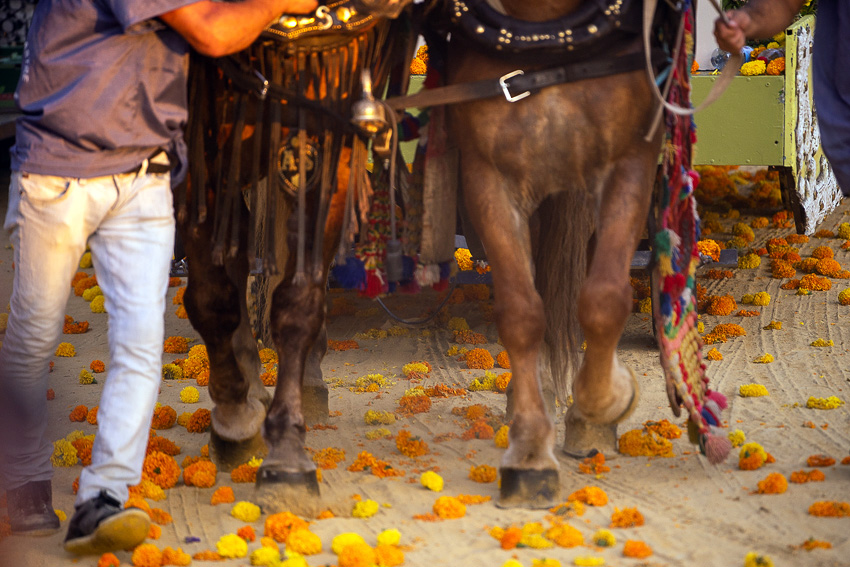 22 Batalla de Flores Valencia 2018 DSC01952