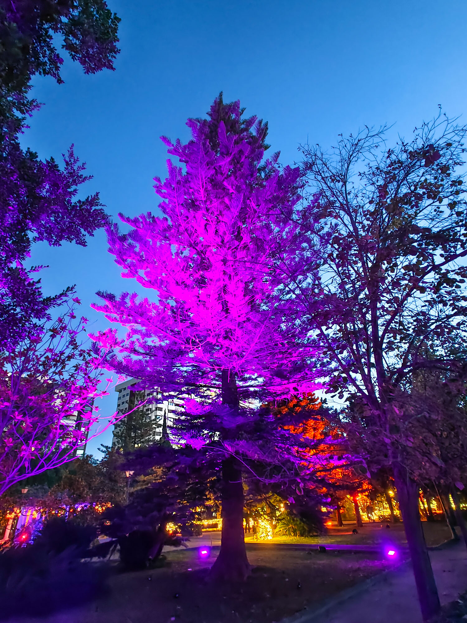 Valencia Christmas Garden photo