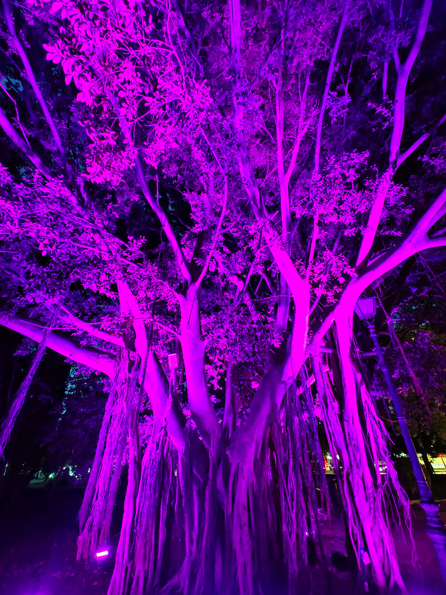 Valencia Christmas Garden photo