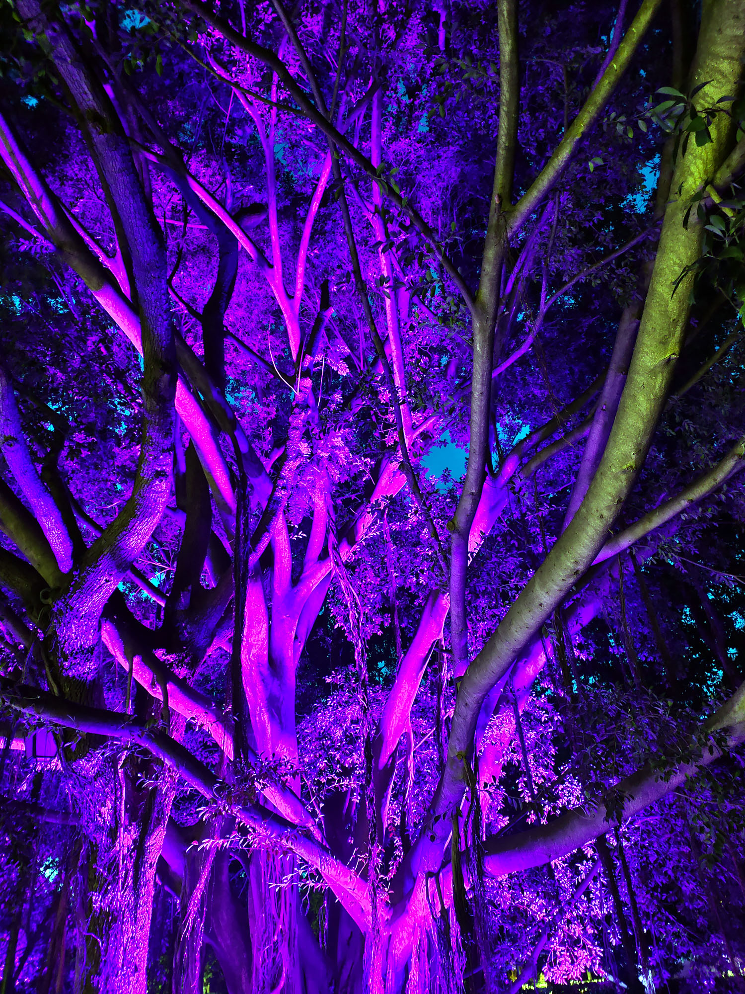 Valencia Christmas Garden photo