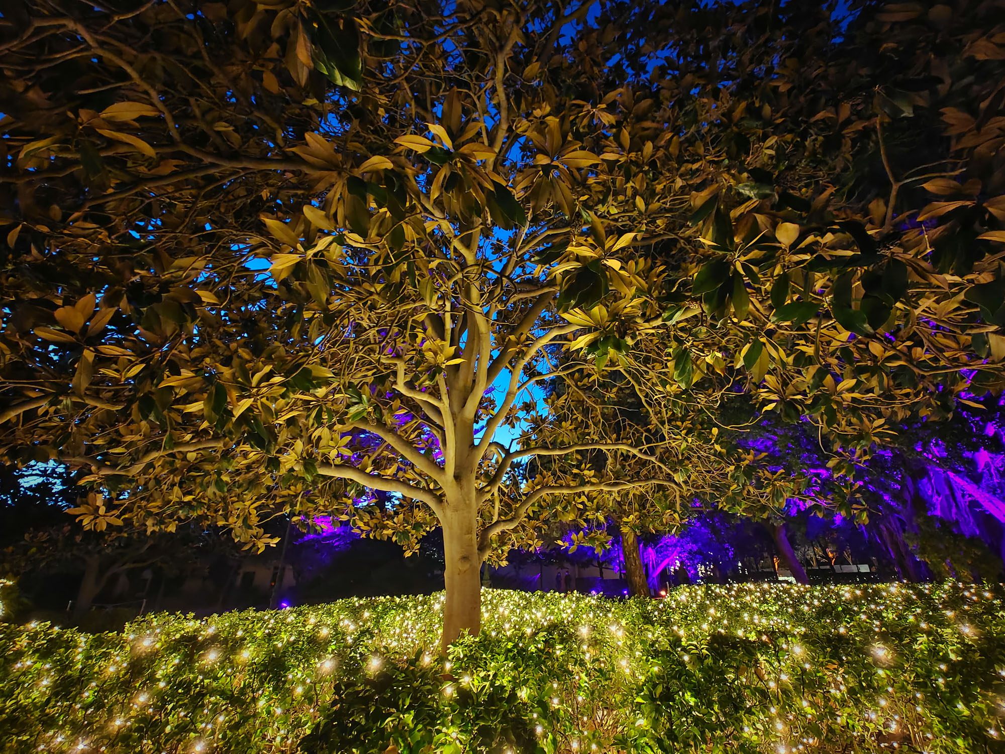 Valencia Christmas Garden photo