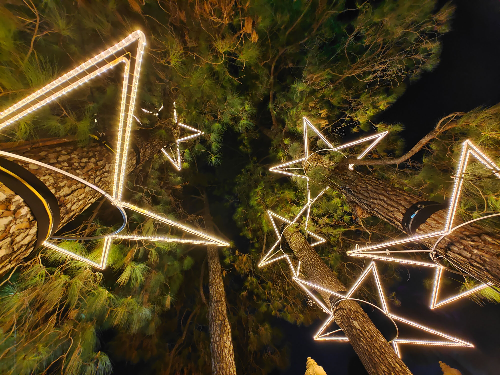 Valencia Christmas Garden photo