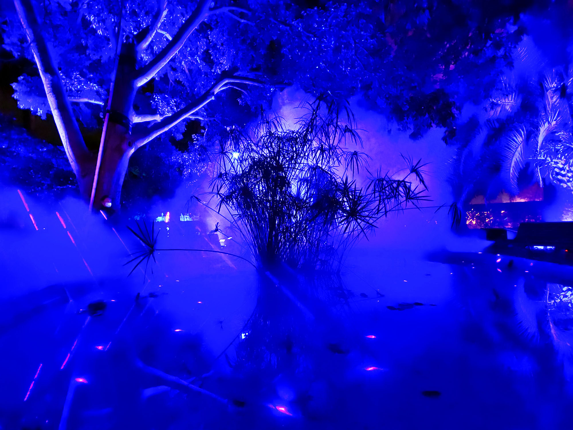 Valencia Christmas Garden photo