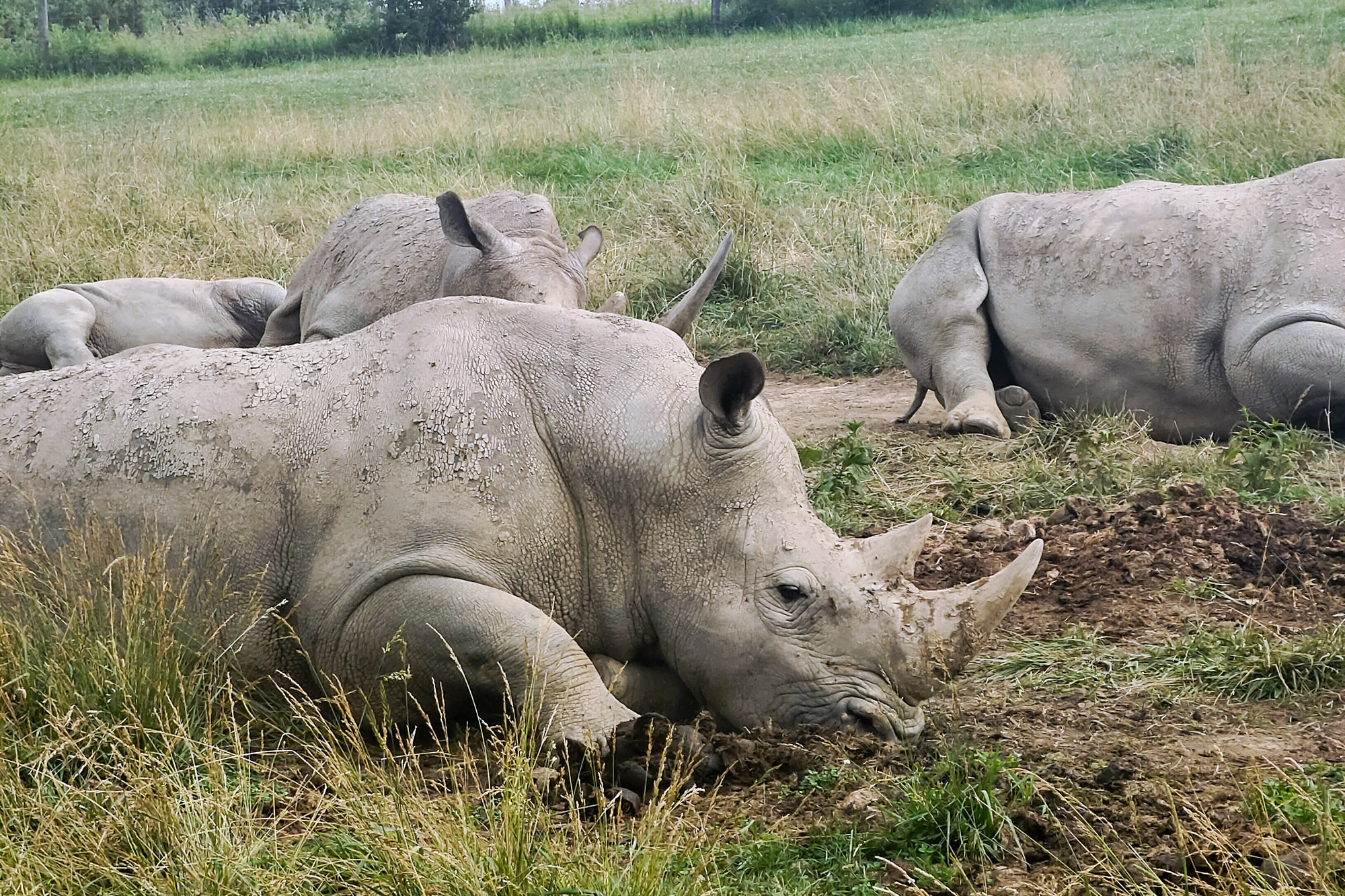 The Wild Wild Midwest - A Safari in ... Ohio?! 3 Rhino The Wilds Ohio Safair