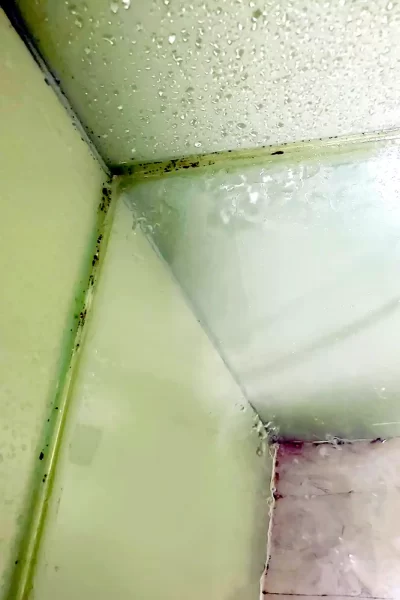 An Apartment Booking Scam in Kuala Lumpur 8 Fungus Shover in Hotel