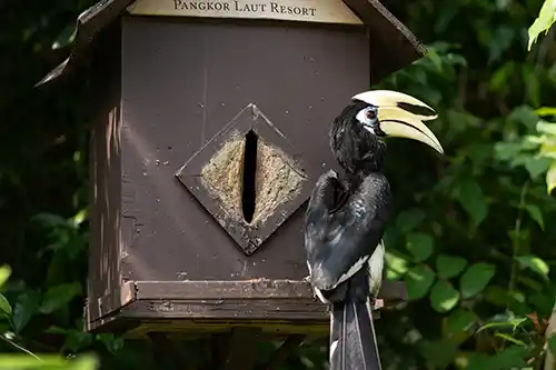 Hornbill Pangkor Island