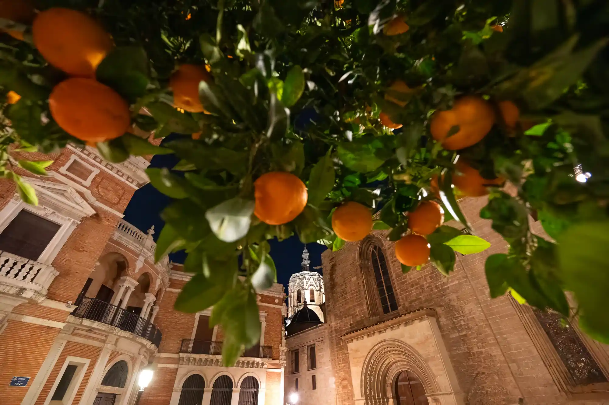 Habit-Forming Evening Walks in Valencia 2 Evening walks with oranges in Valencia