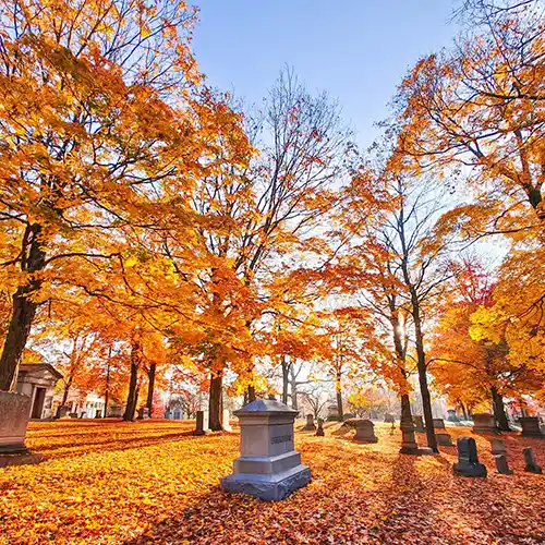 Fall Springfield Article