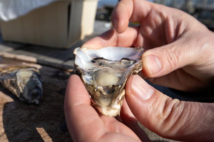 Hand holding a freshly shucked oyster