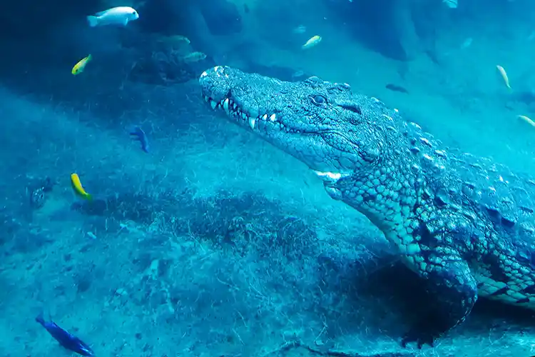 Alligator underwater at the BioParcs