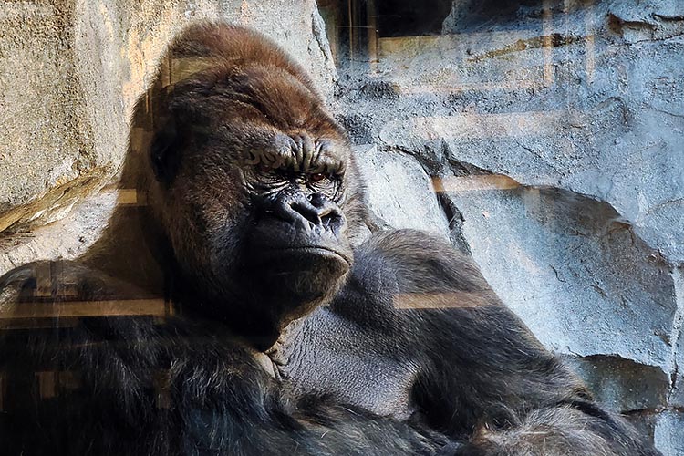 Bioparc Gorilla