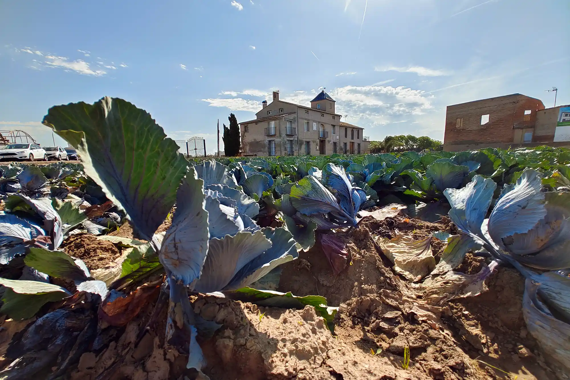 La Huerta Norte - Valencia's Farmland 2 Cabbage fields Valencia Huerta Norte