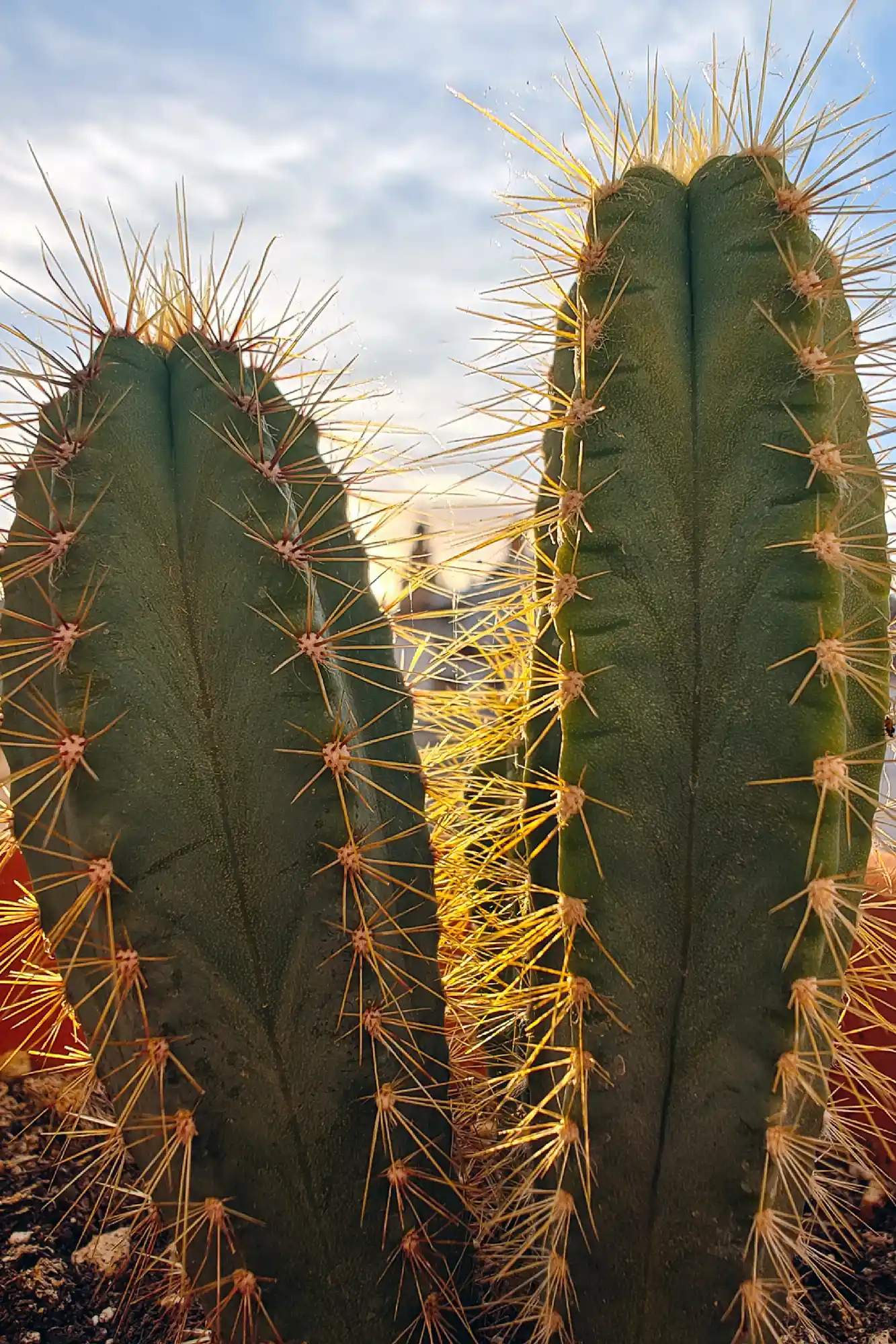 079 Missing Valencia 2026 IMG 20230504 202612