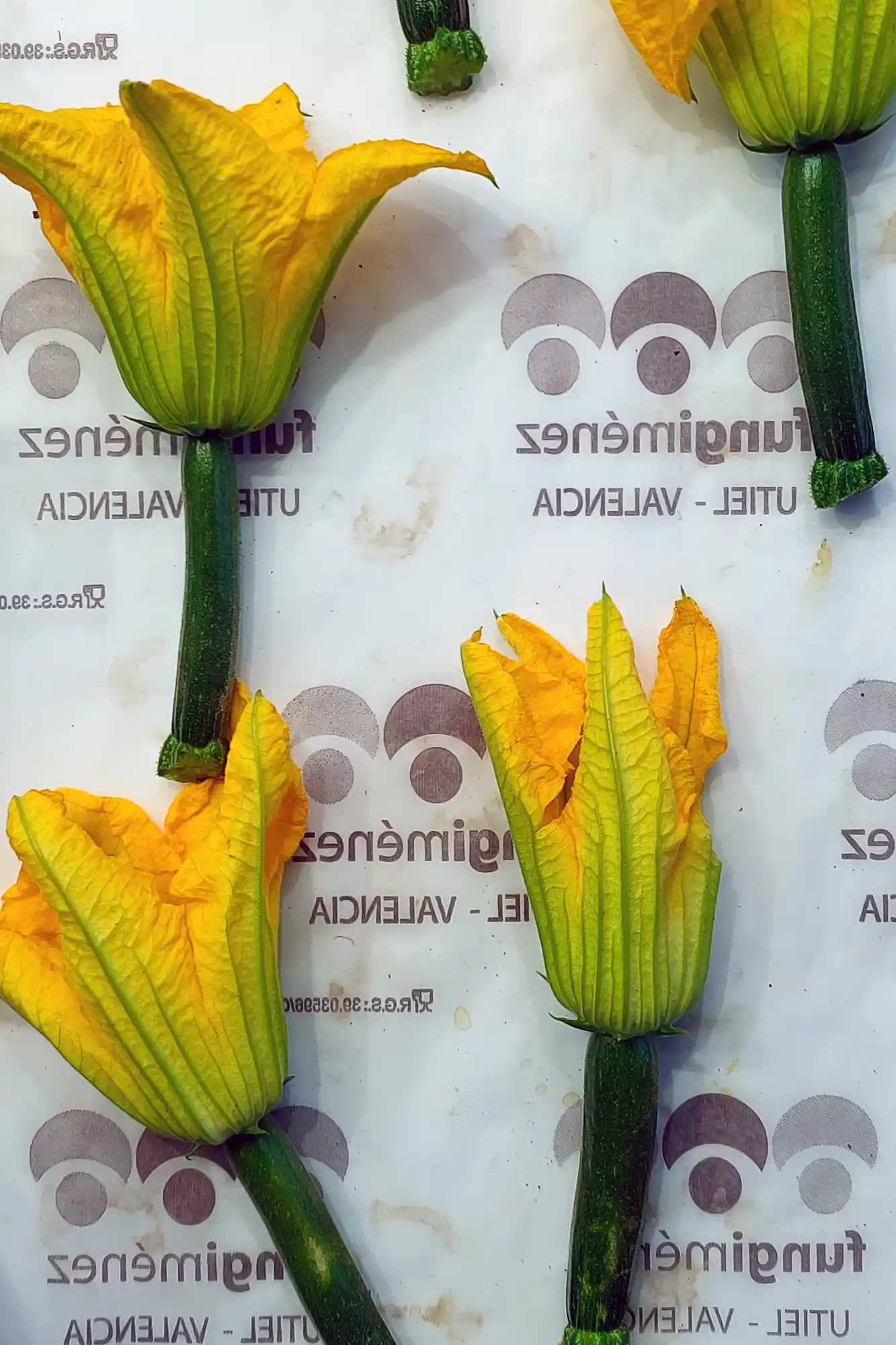 Zucchini Flowers on a paper