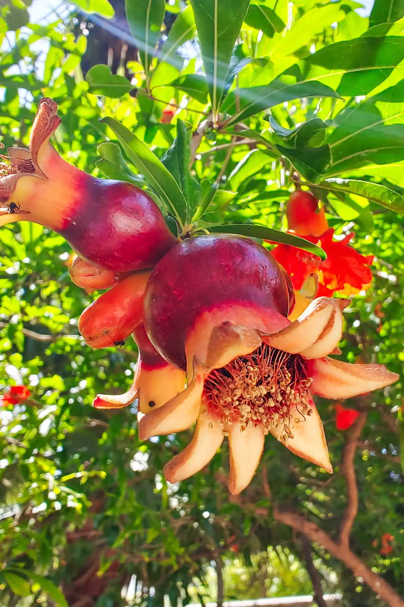 Pomegranate bloom hanging from a tree
