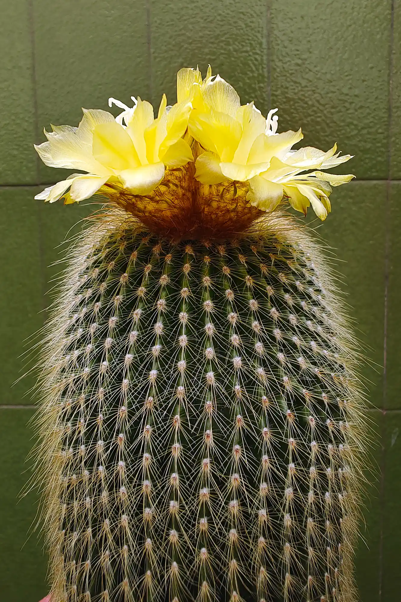 Blooming cactus with yellow bloom