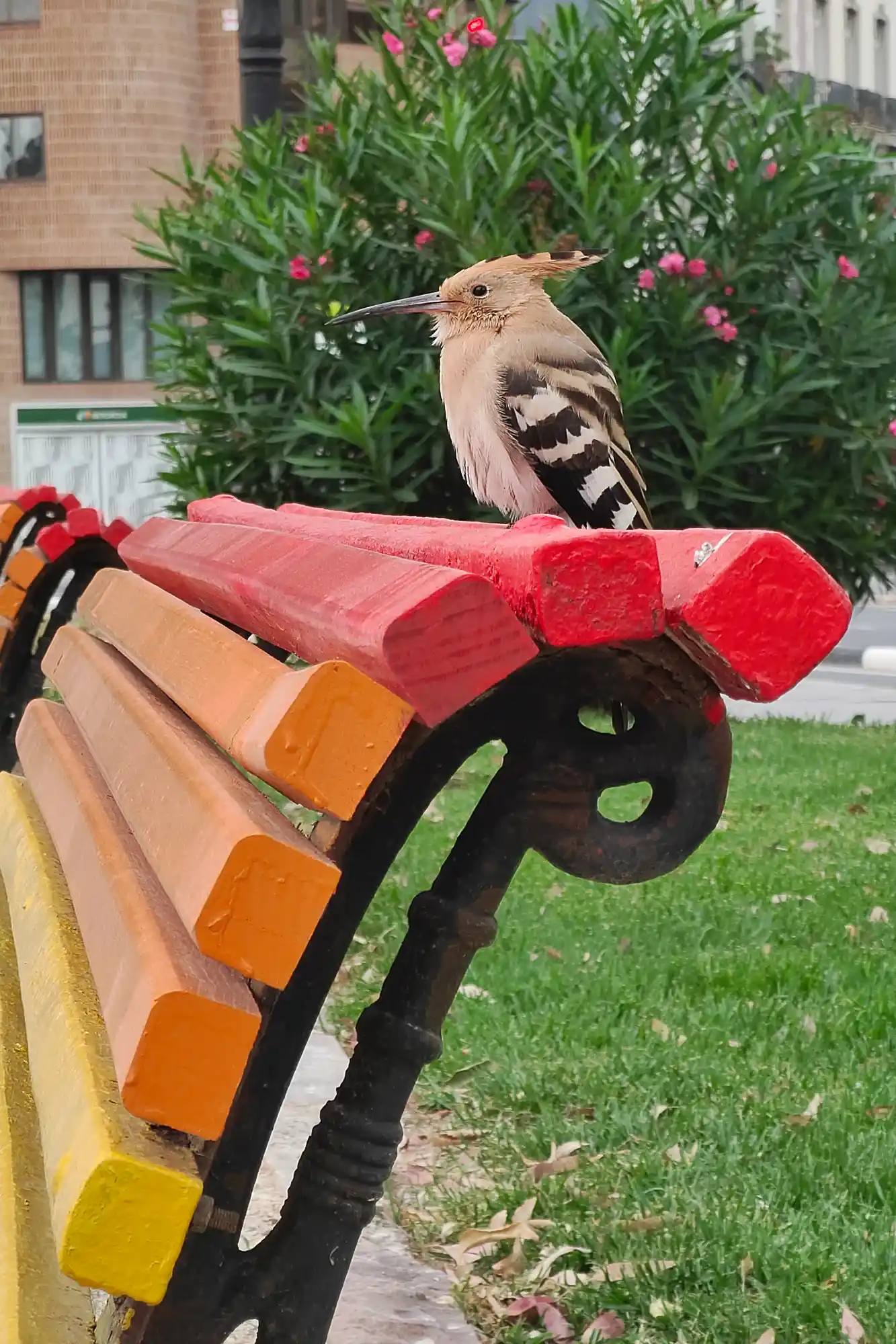 Valencian Woodpecker