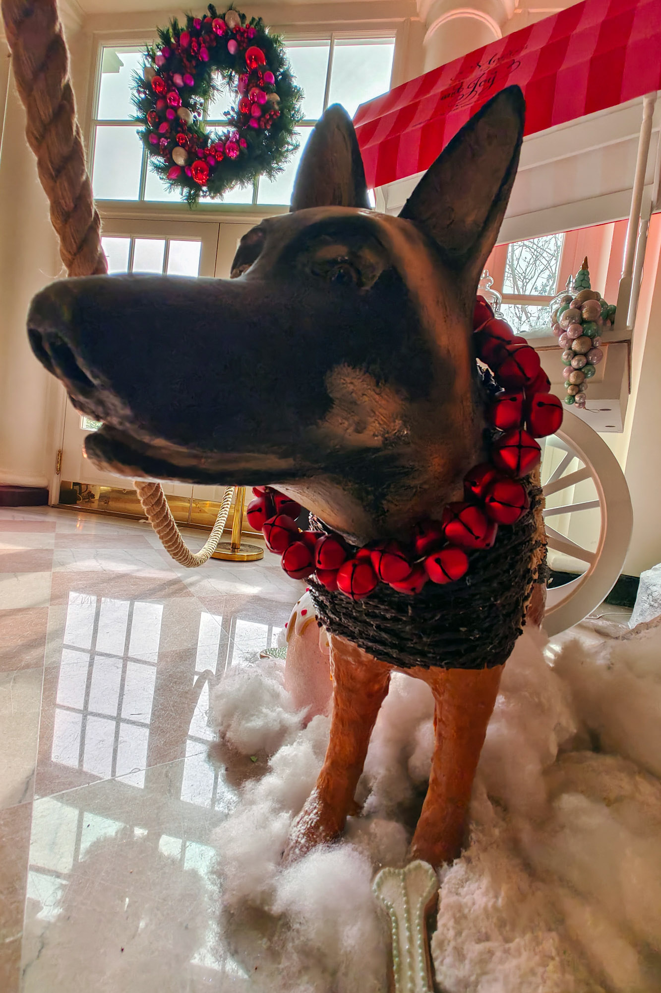 Joe Biden Dog at the White House
