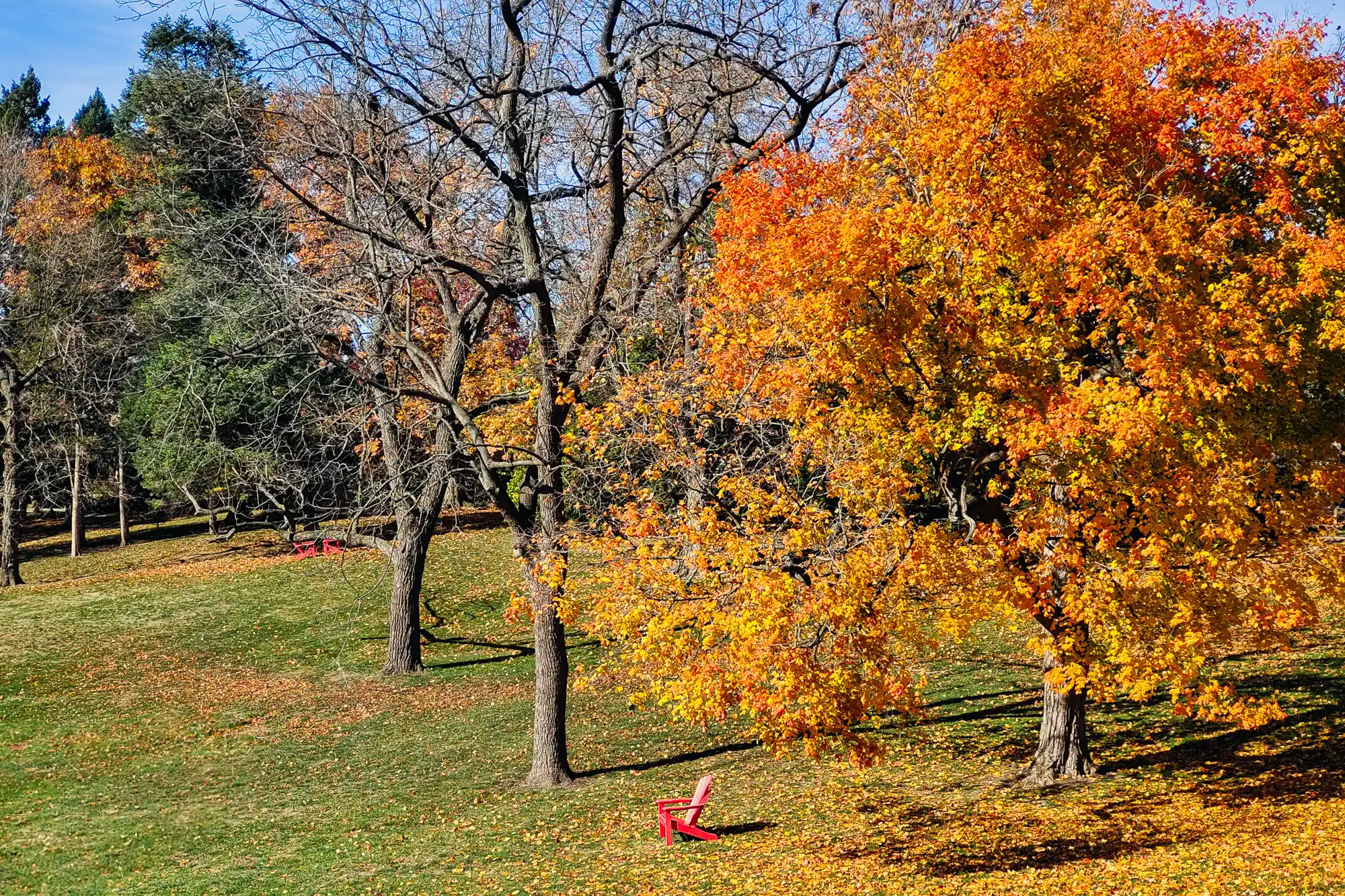 Yellow and red fall tree on Wittenberg Campus