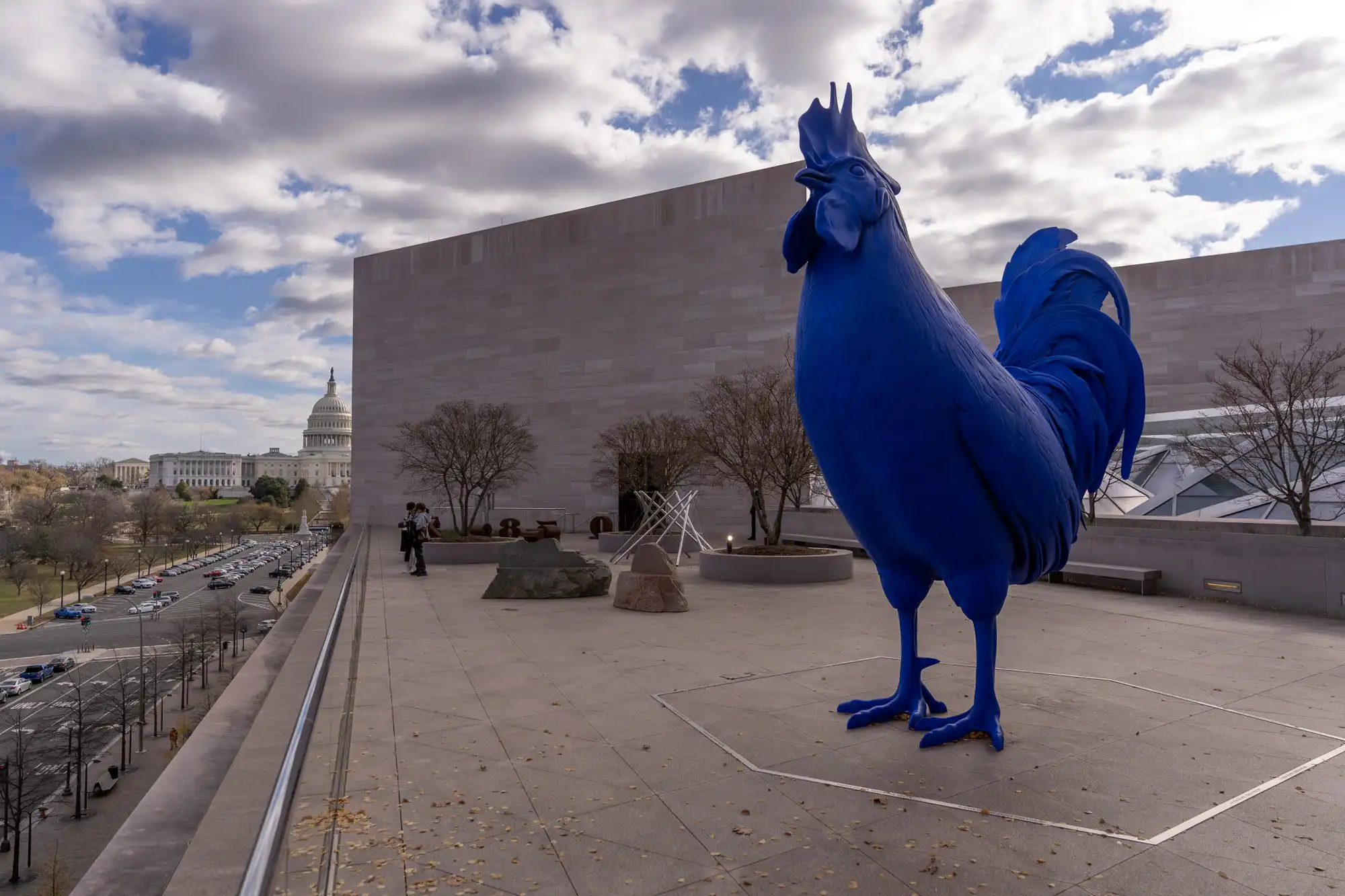 Giant Blue Cock