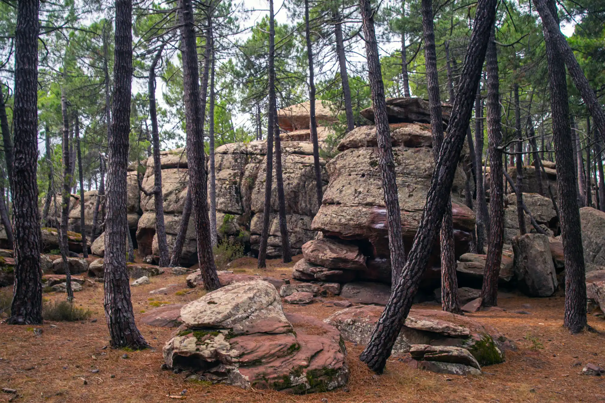 Rock and trees with brown ground