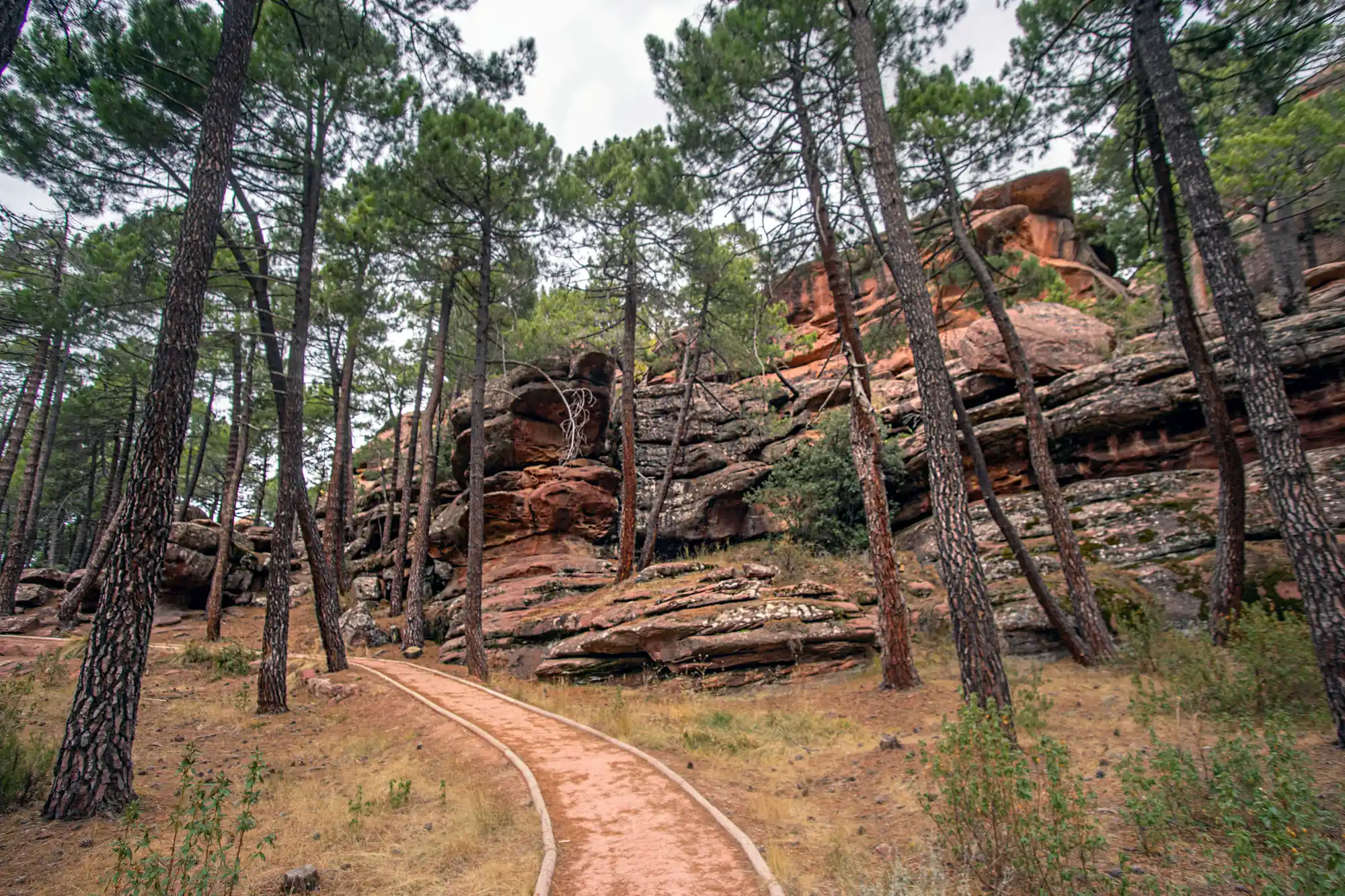 Hiking path through a pine forest