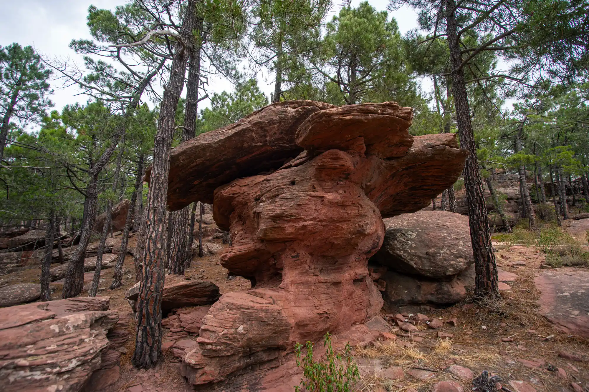 Red Rocks and pine trees