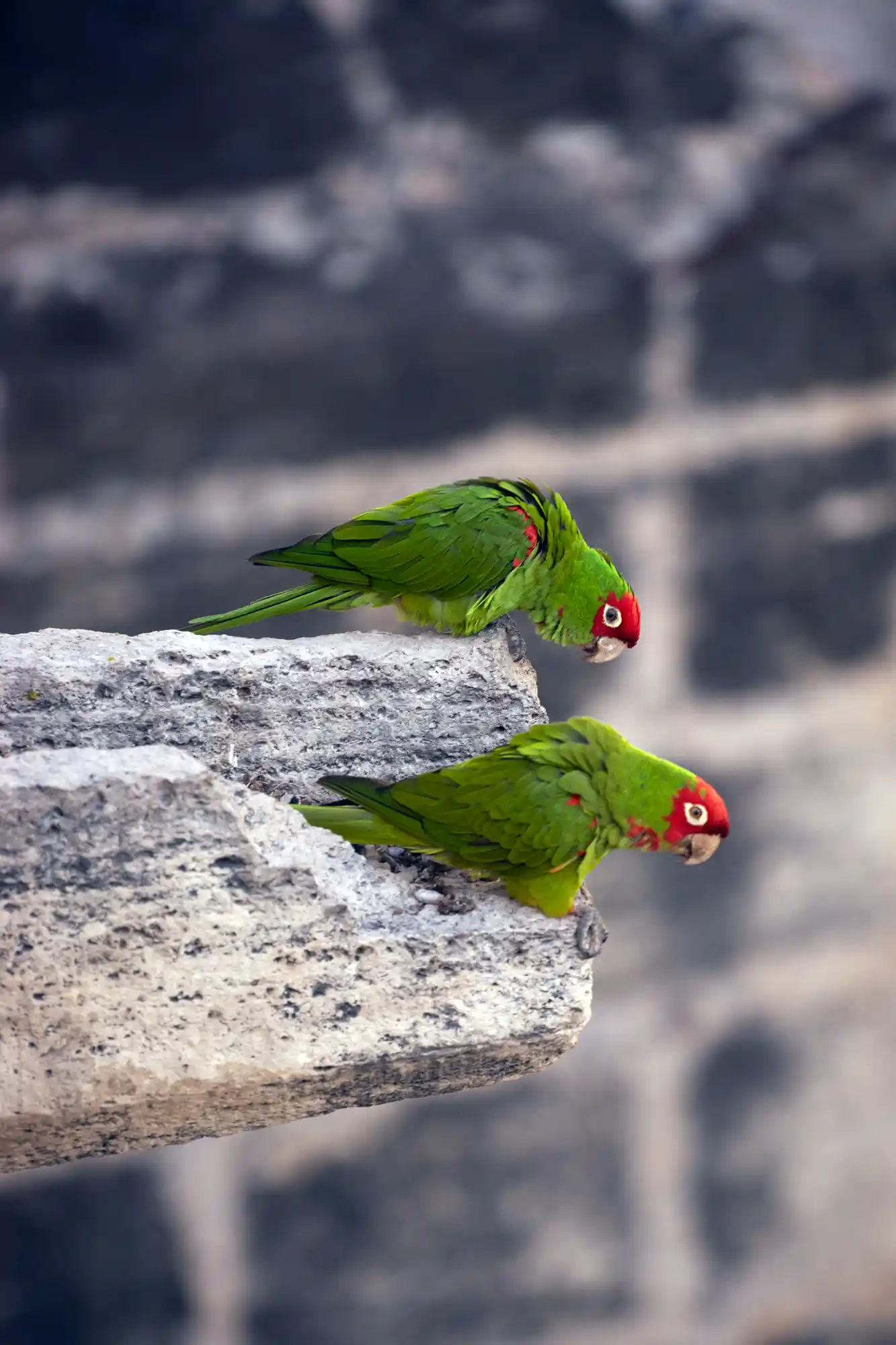 Wild parakeets
