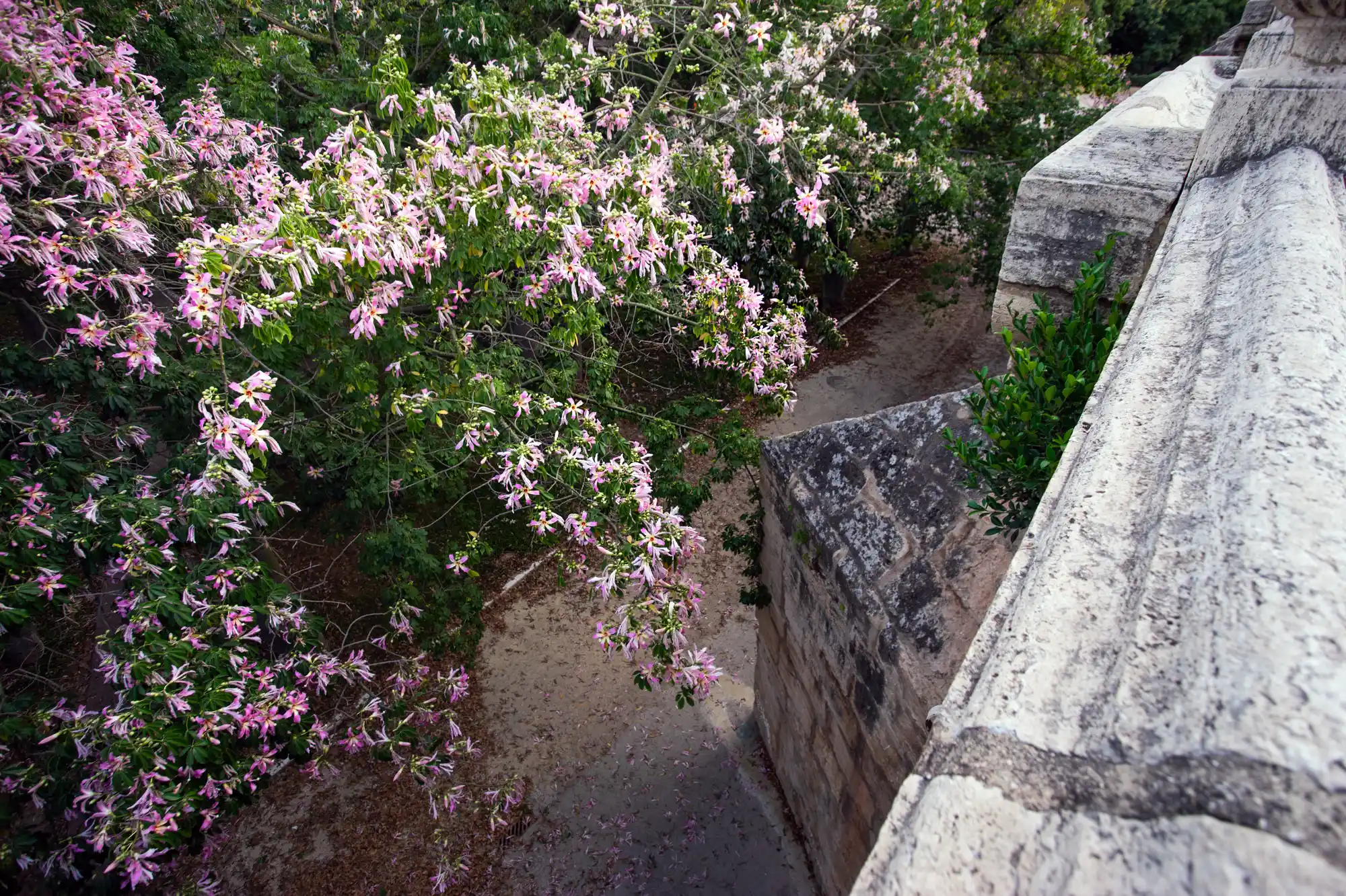 Flowers of the Turia River Park