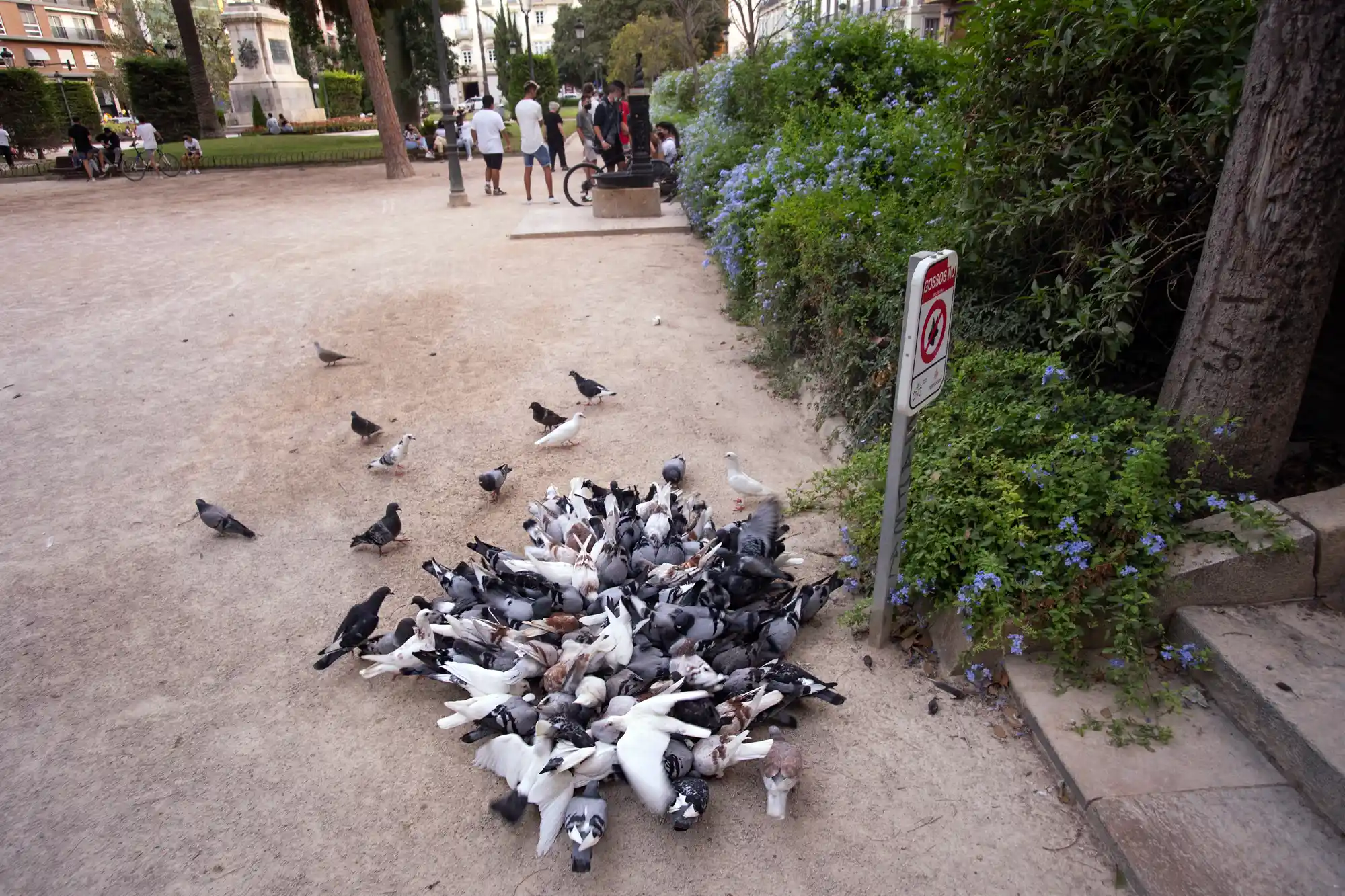Pigeon feast in Valencia