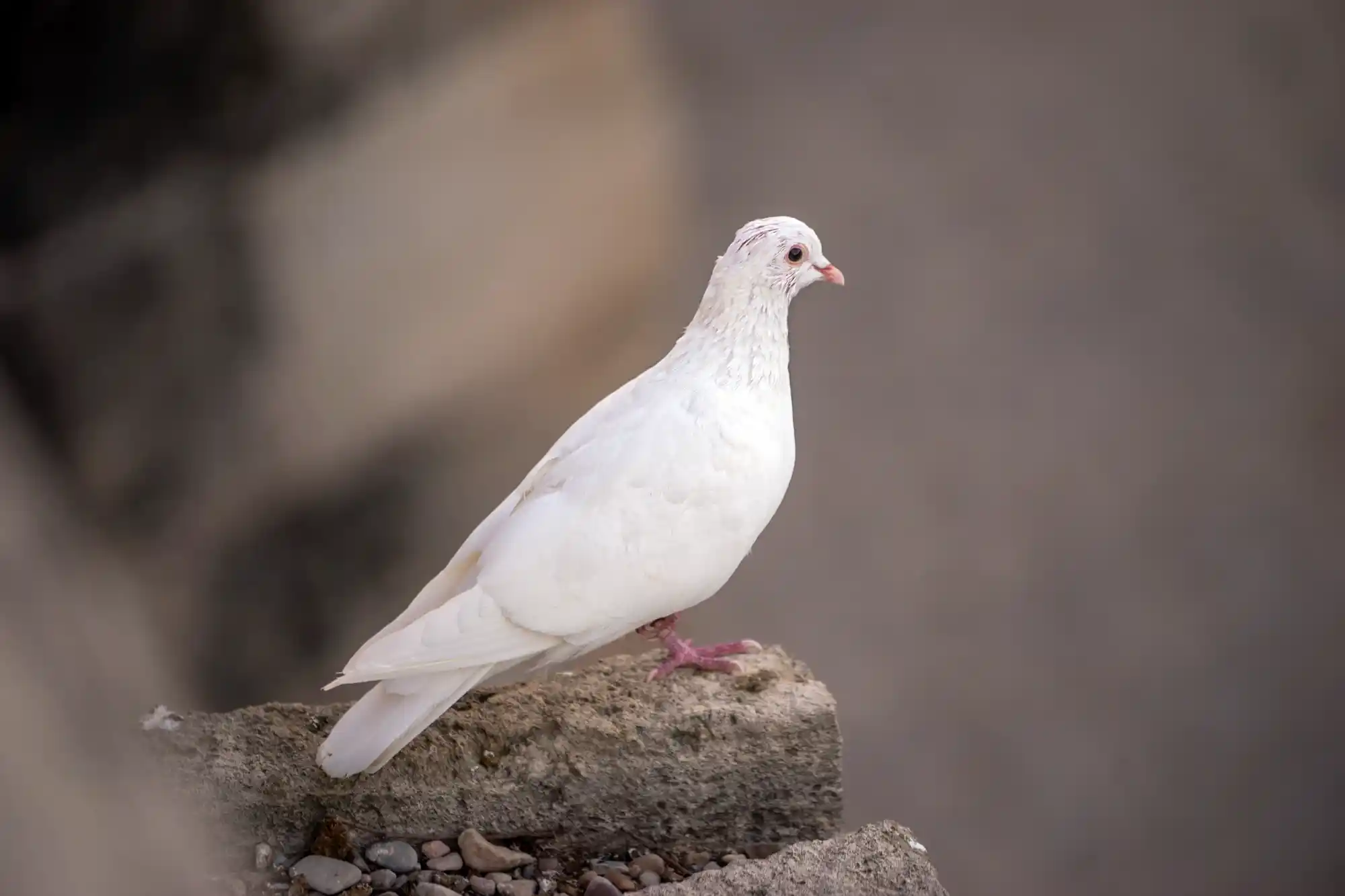 White dove in Valencia