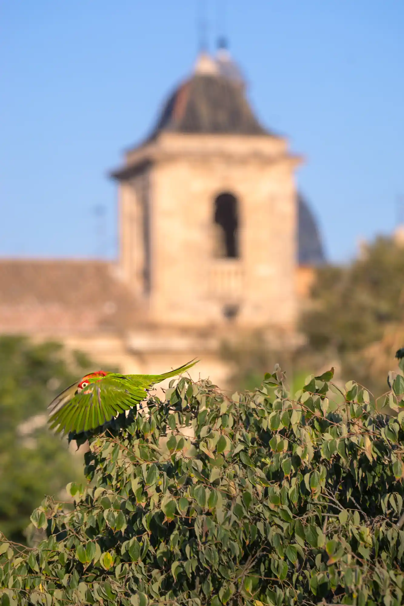 Parakeet wing dance 