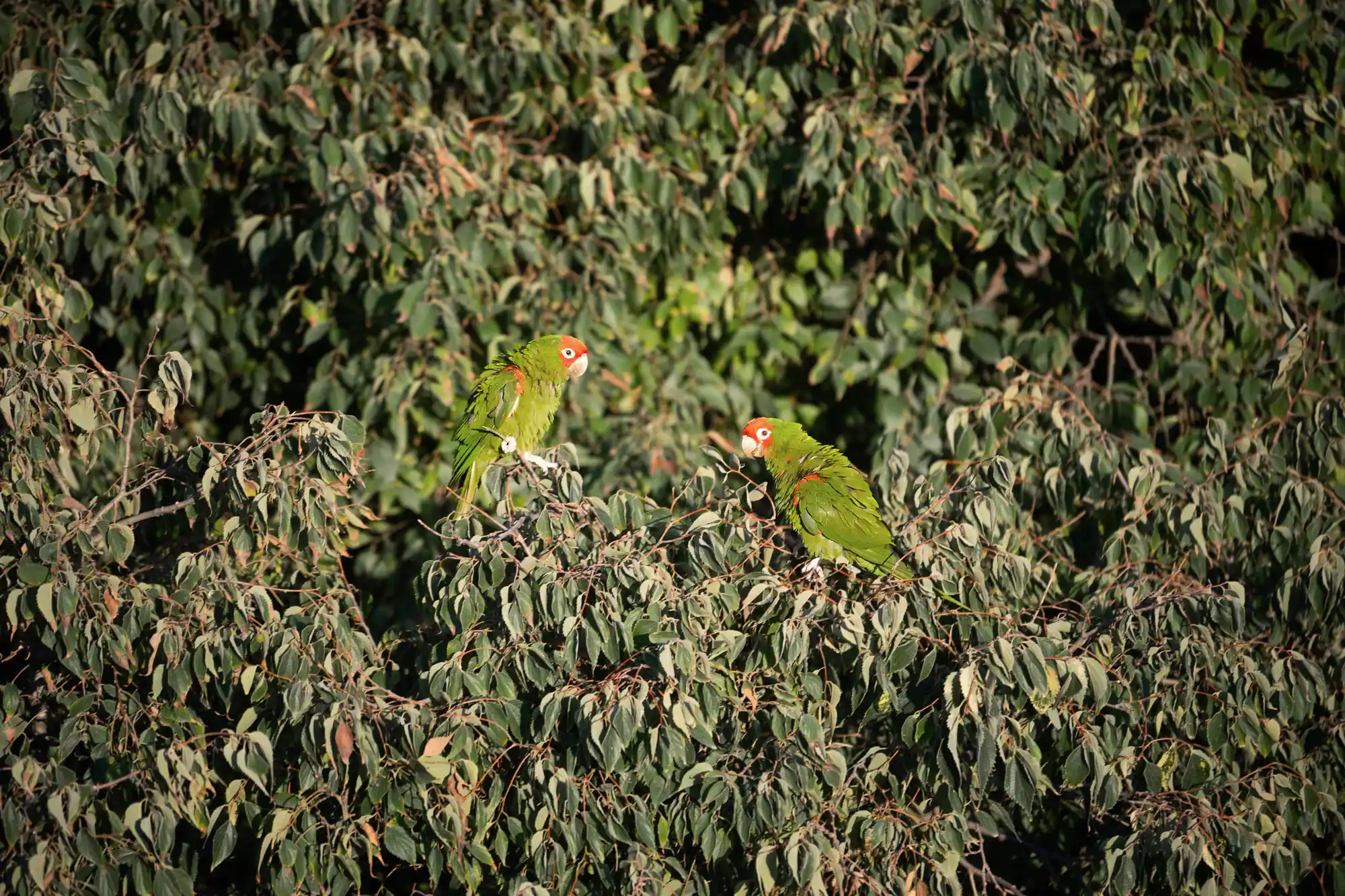 Parakeet couple in tree crown