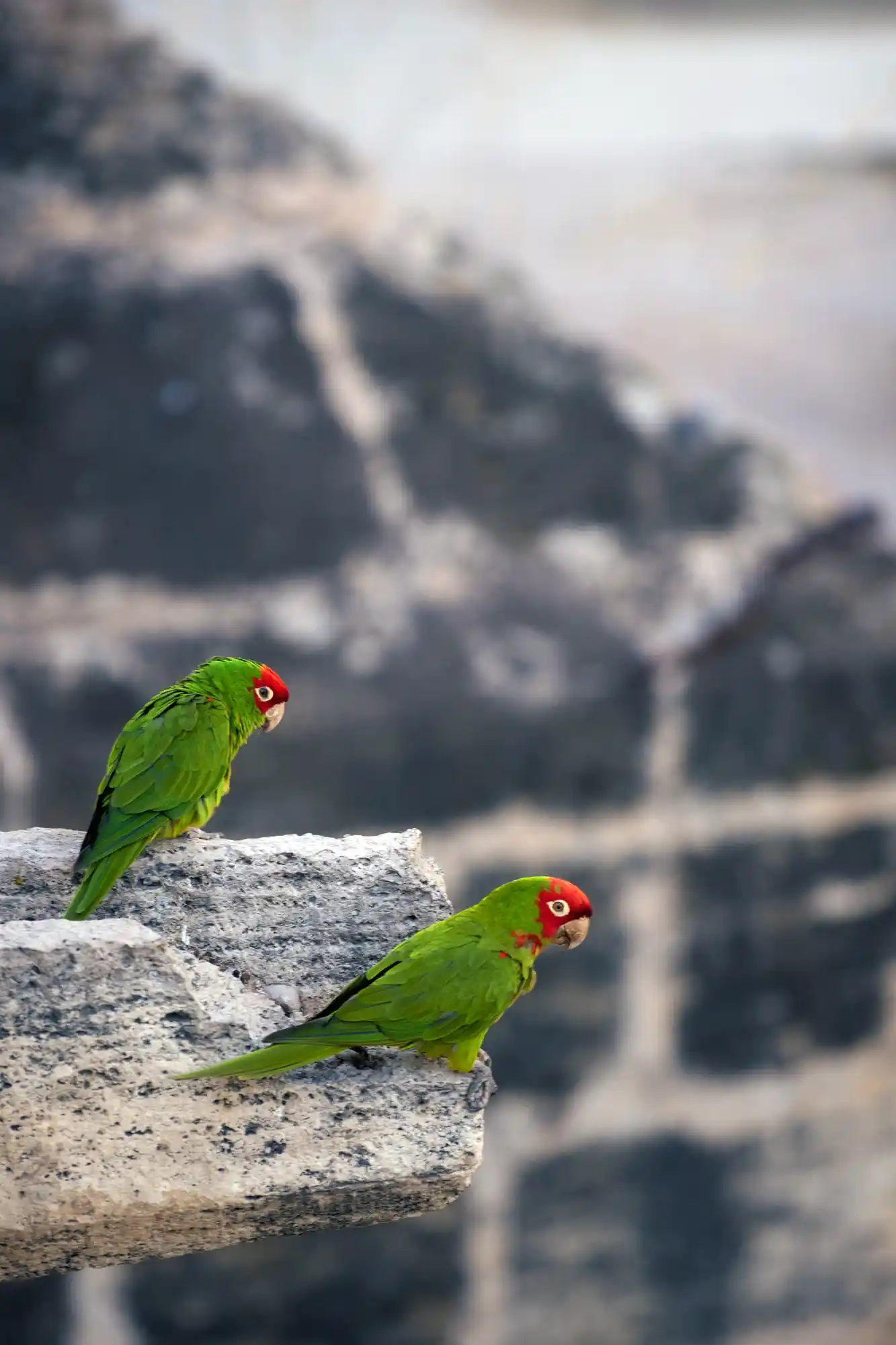 Parakeet sitting on a bridge