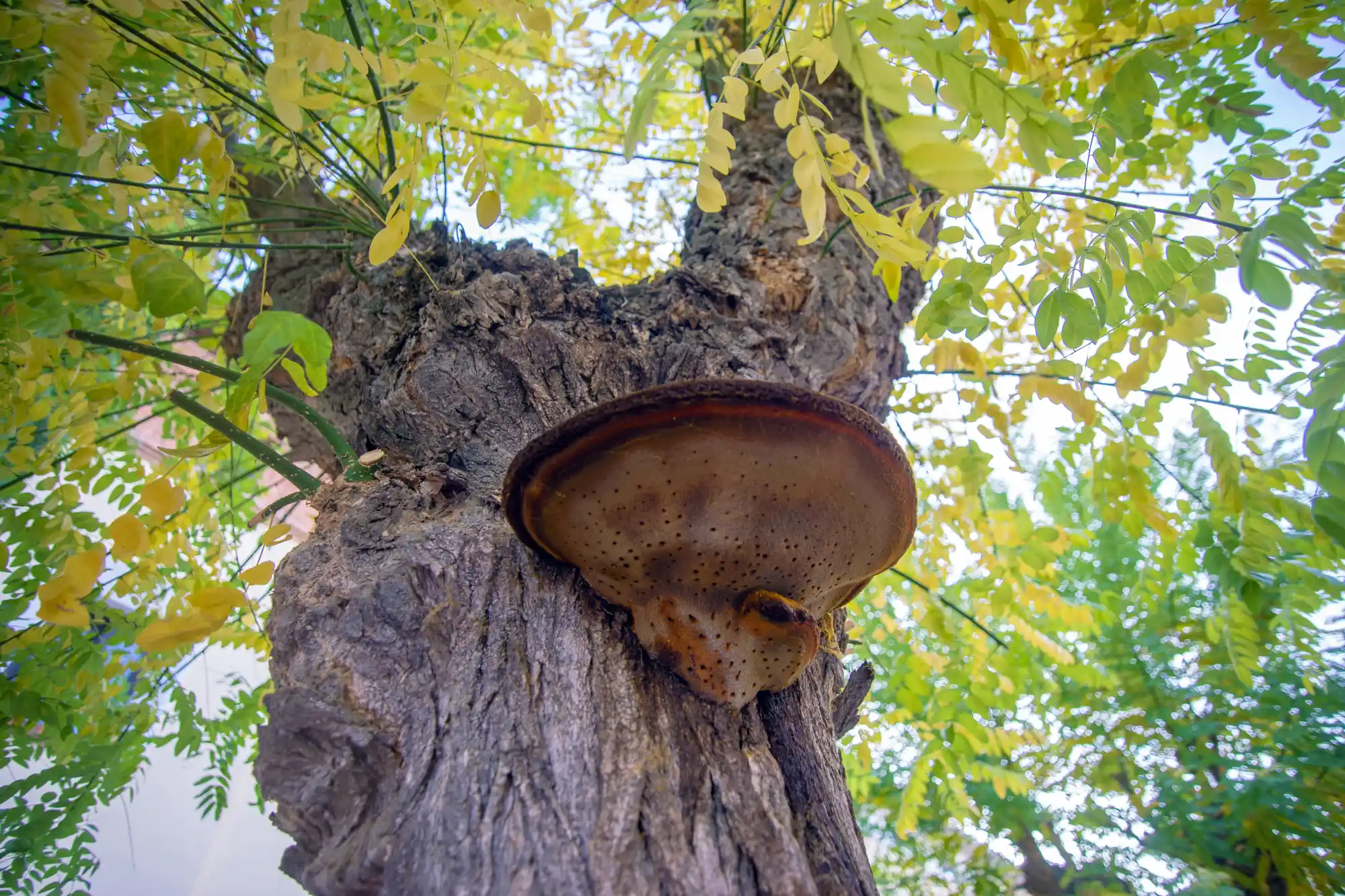Teruel mushroom