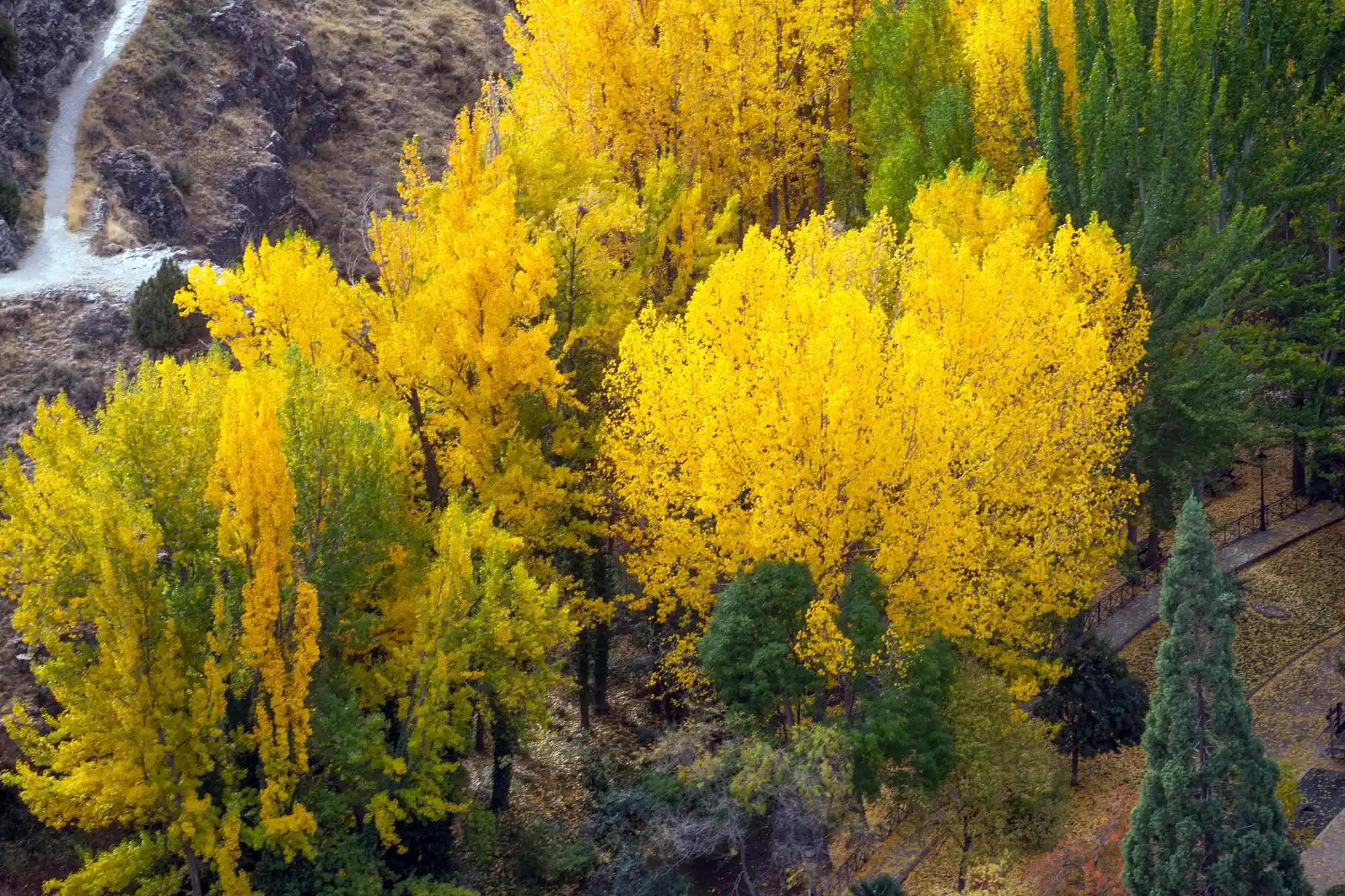 Yellow fall colors in Spain