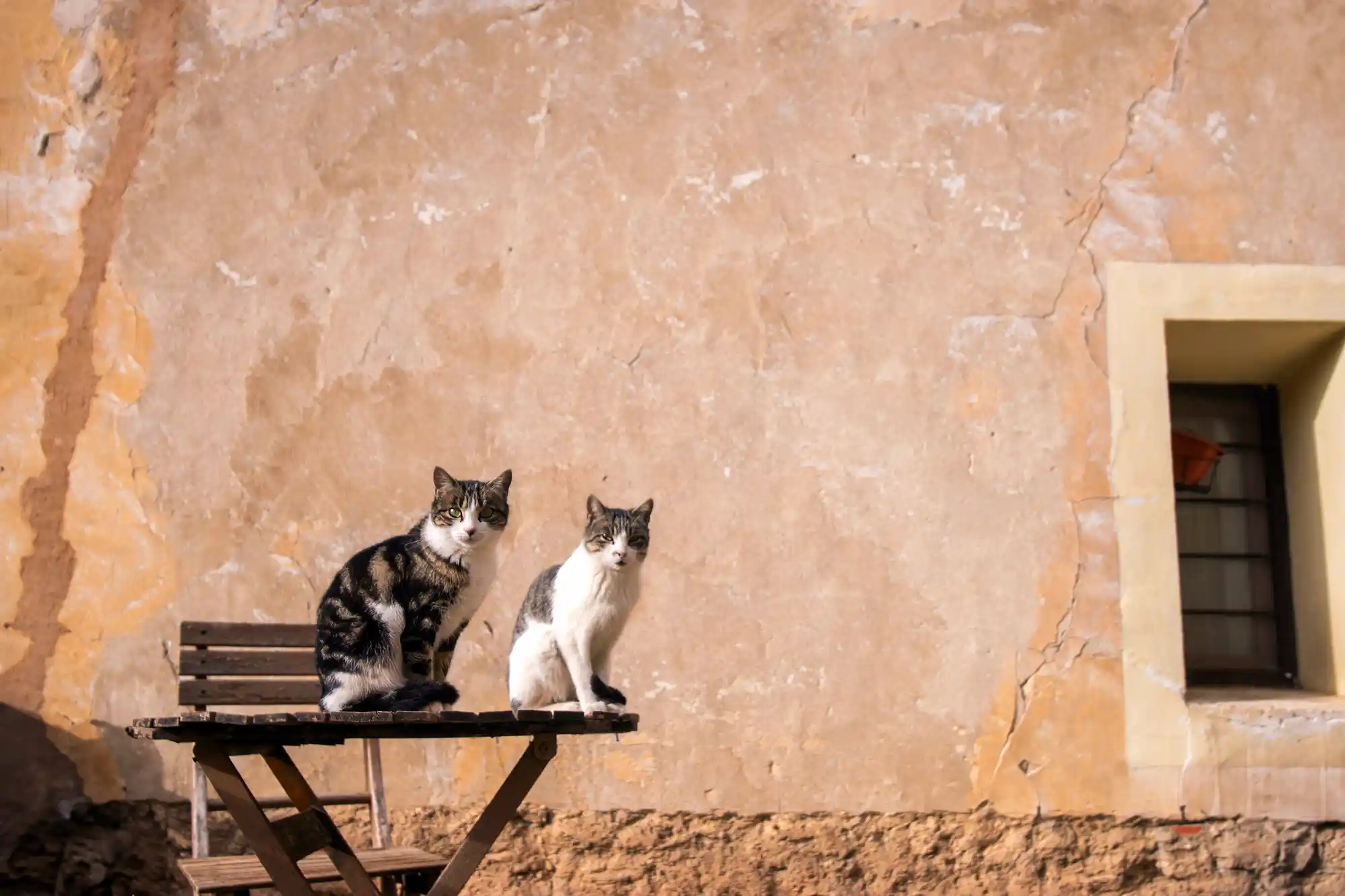 Double cat portraits
