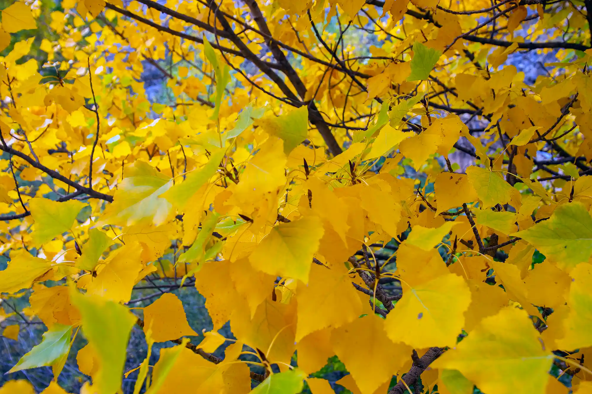Fall colors in Spain