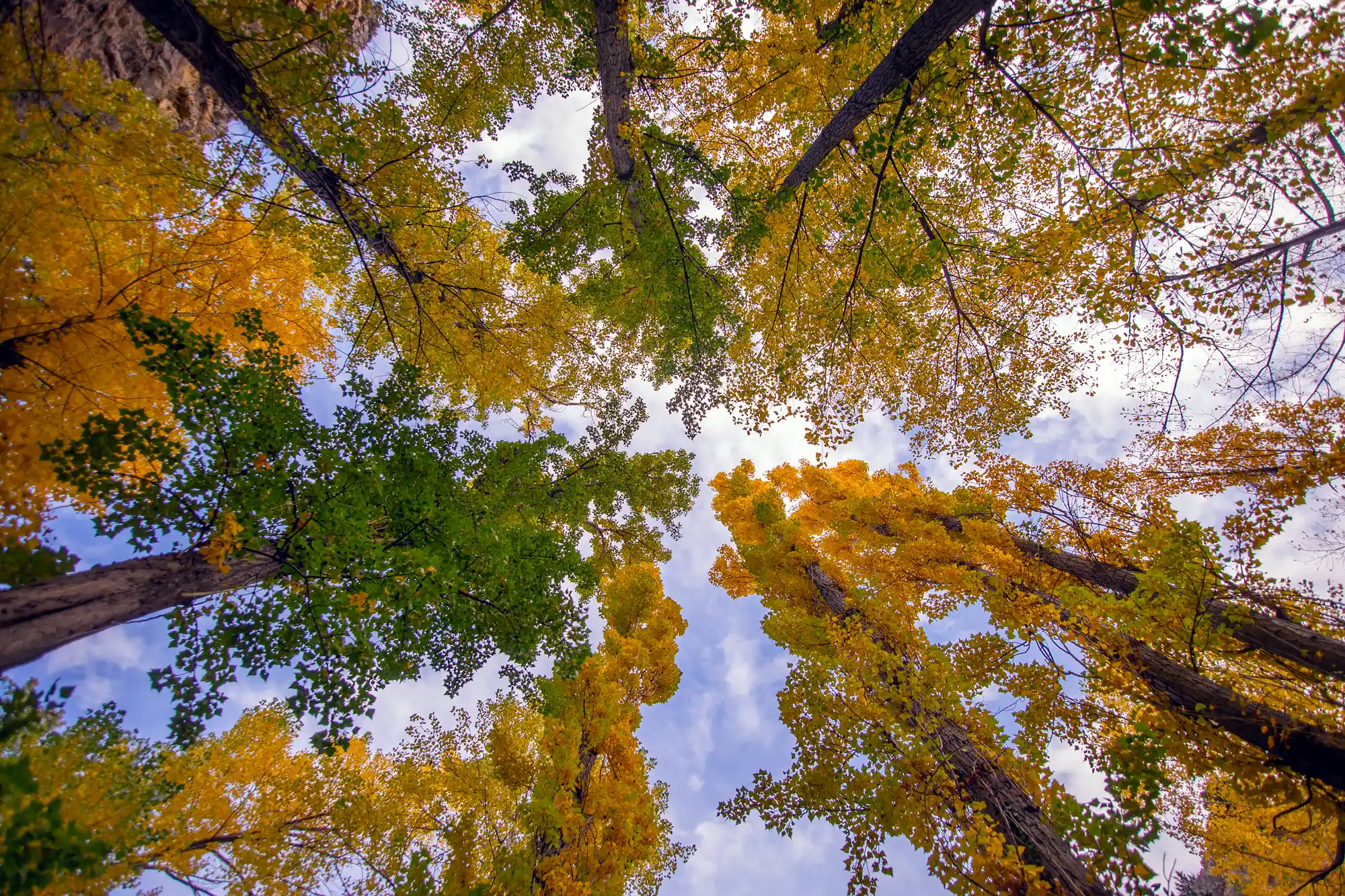 Fall colors looking up trees