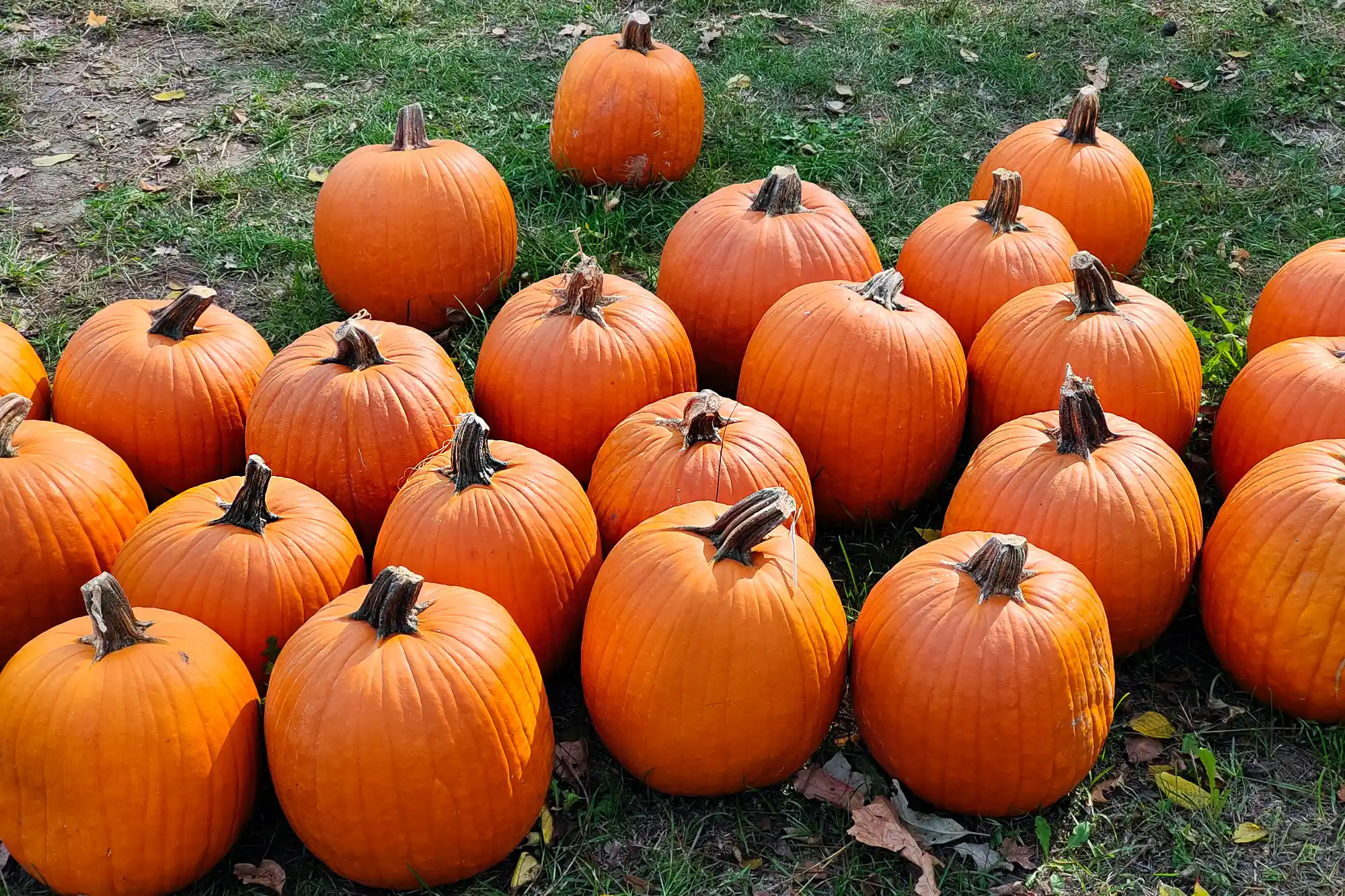 Stock photos of pumpkins