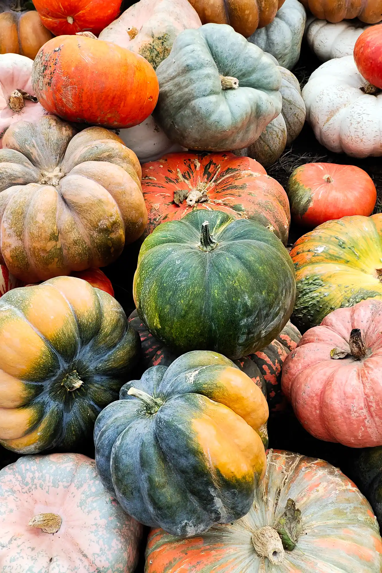 Variation of pumpkins