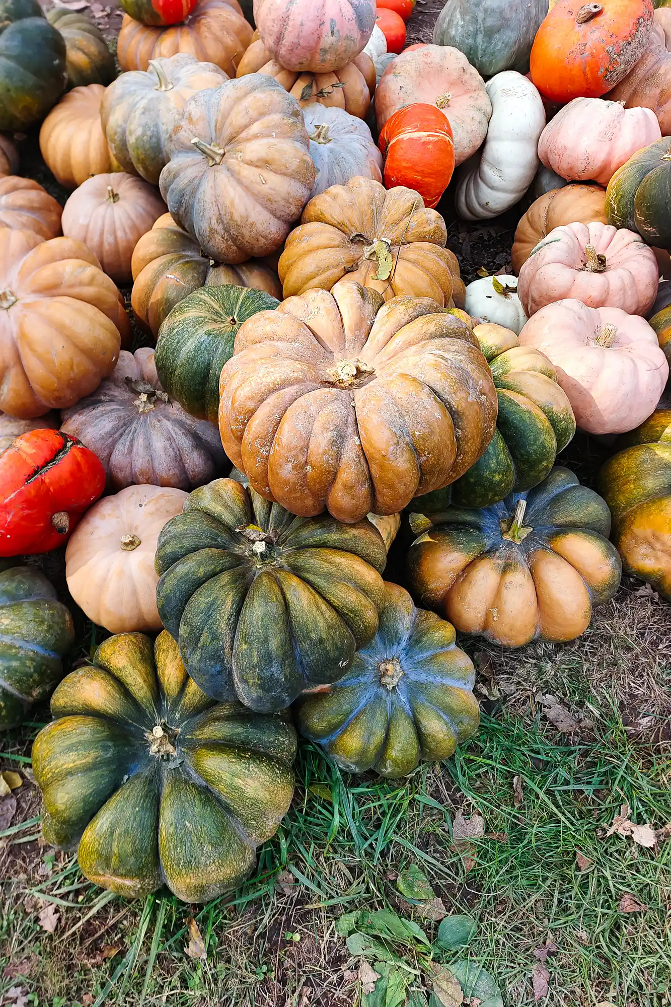 Different kind of pumpkins