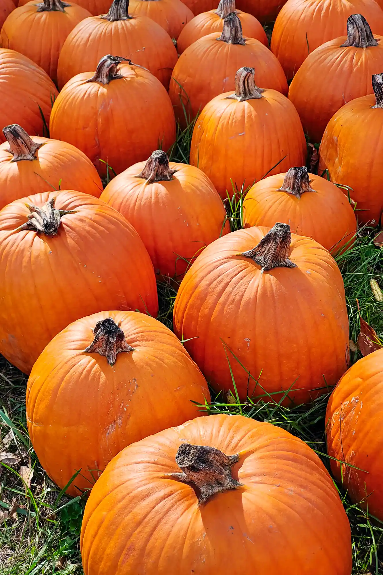Classic pumpkins