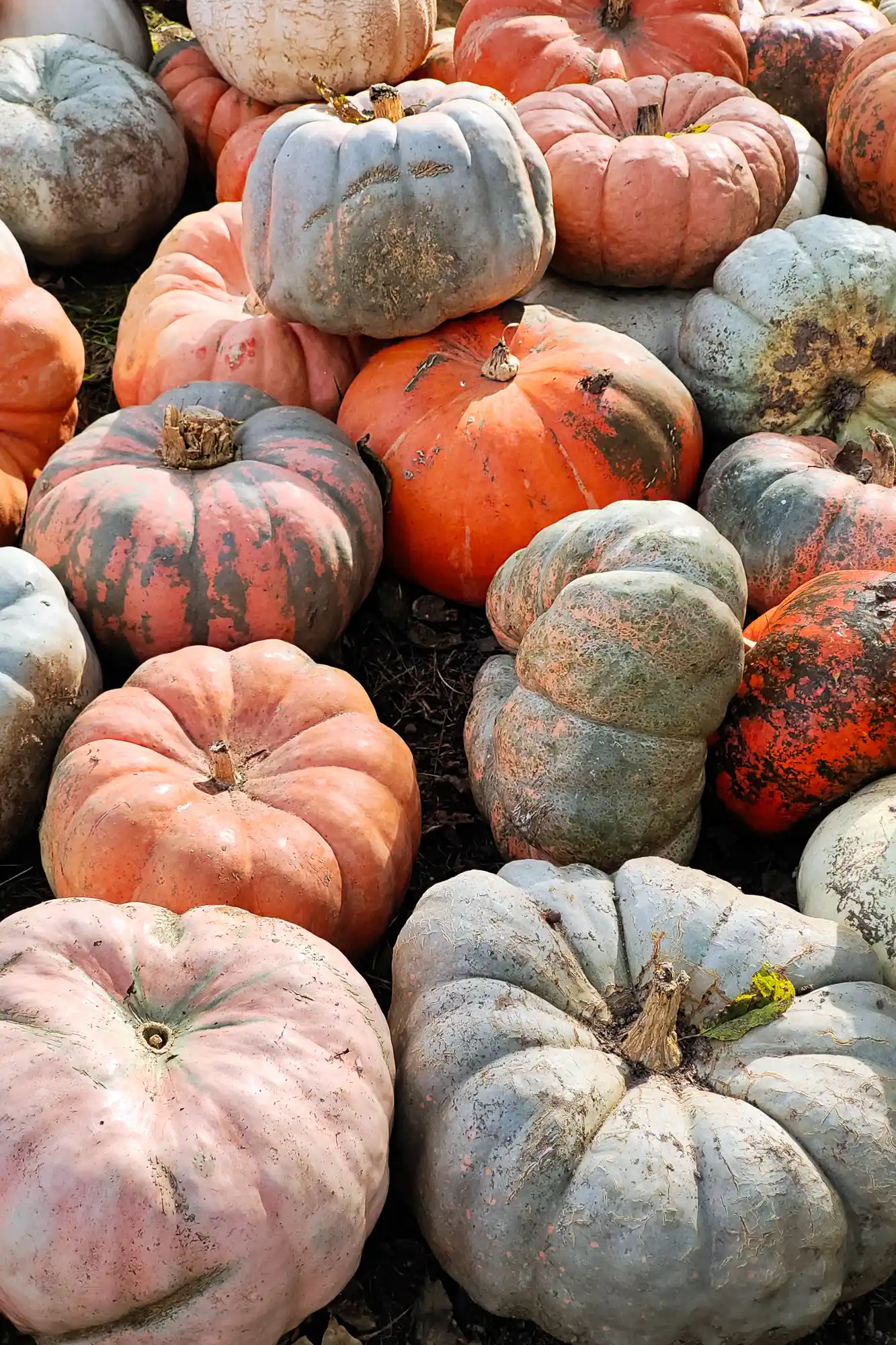 Eating pumpkins