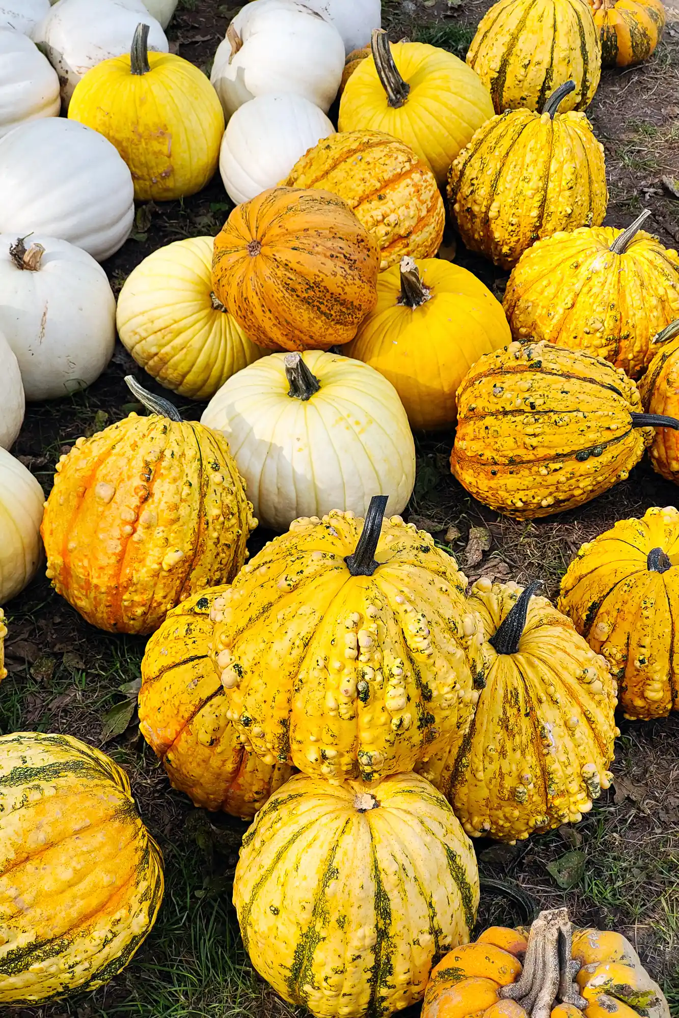 Yellow pumpkins