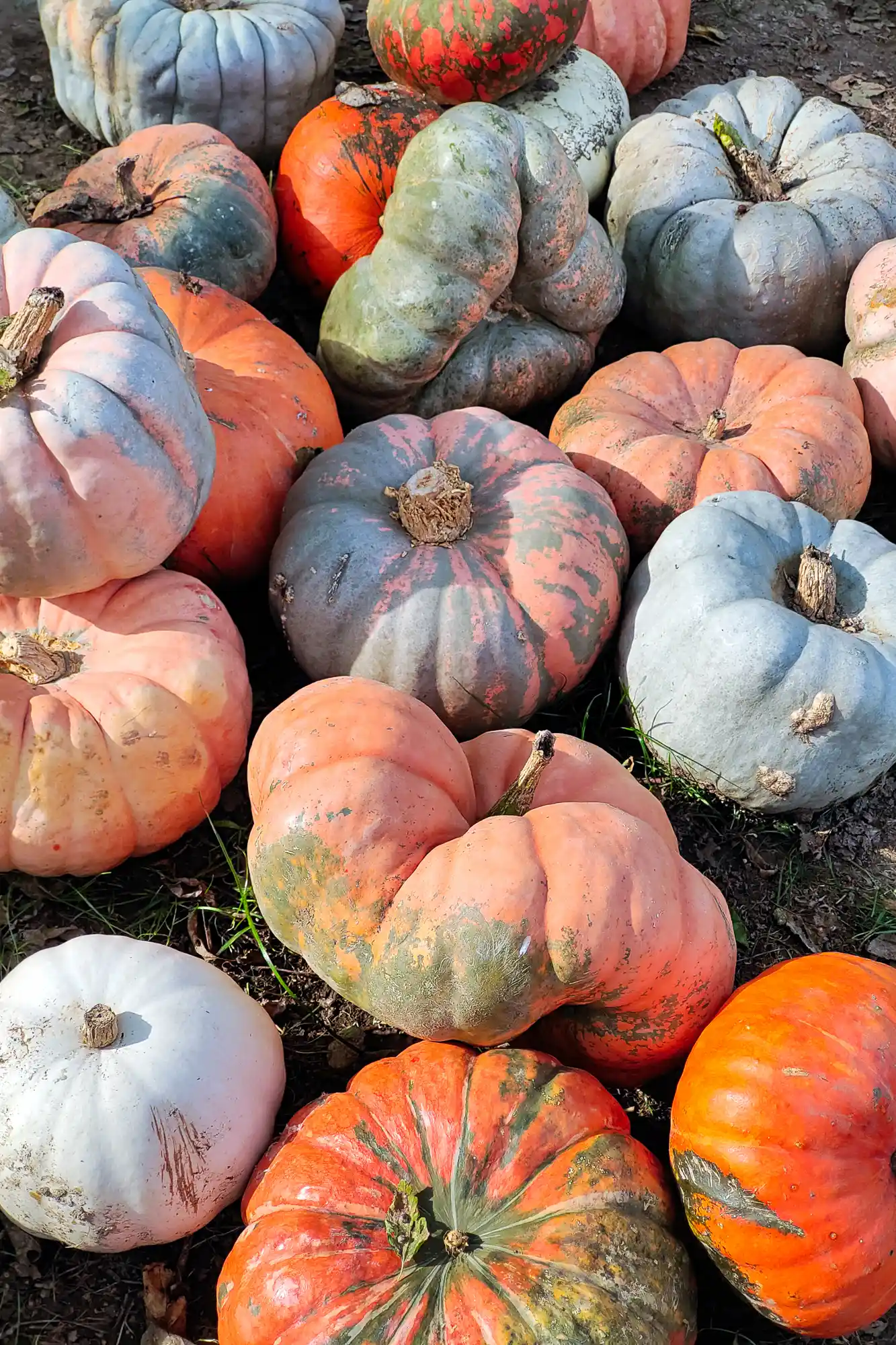 Blue tone Pumpkins
