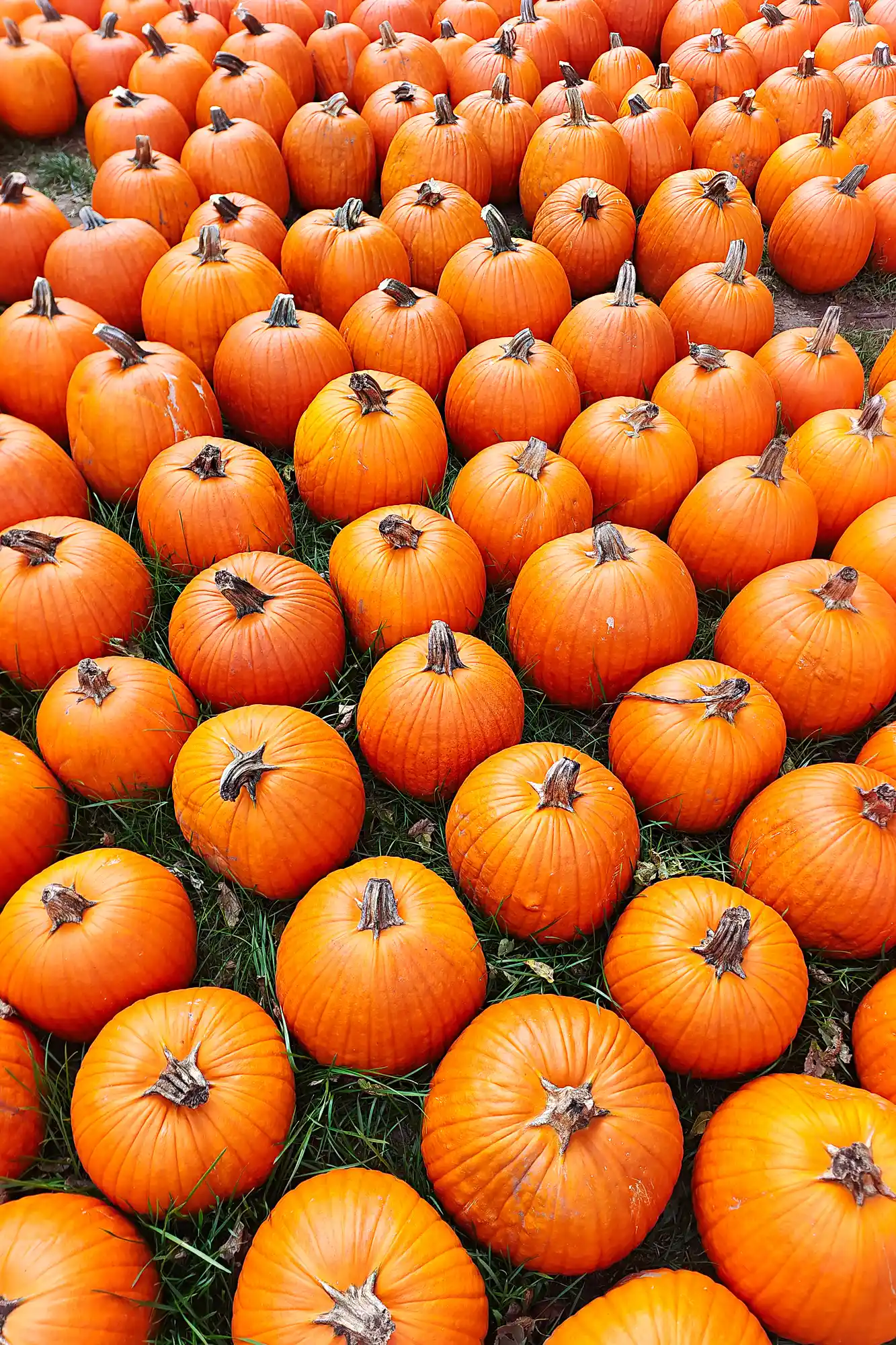 Repeating Pumpkins