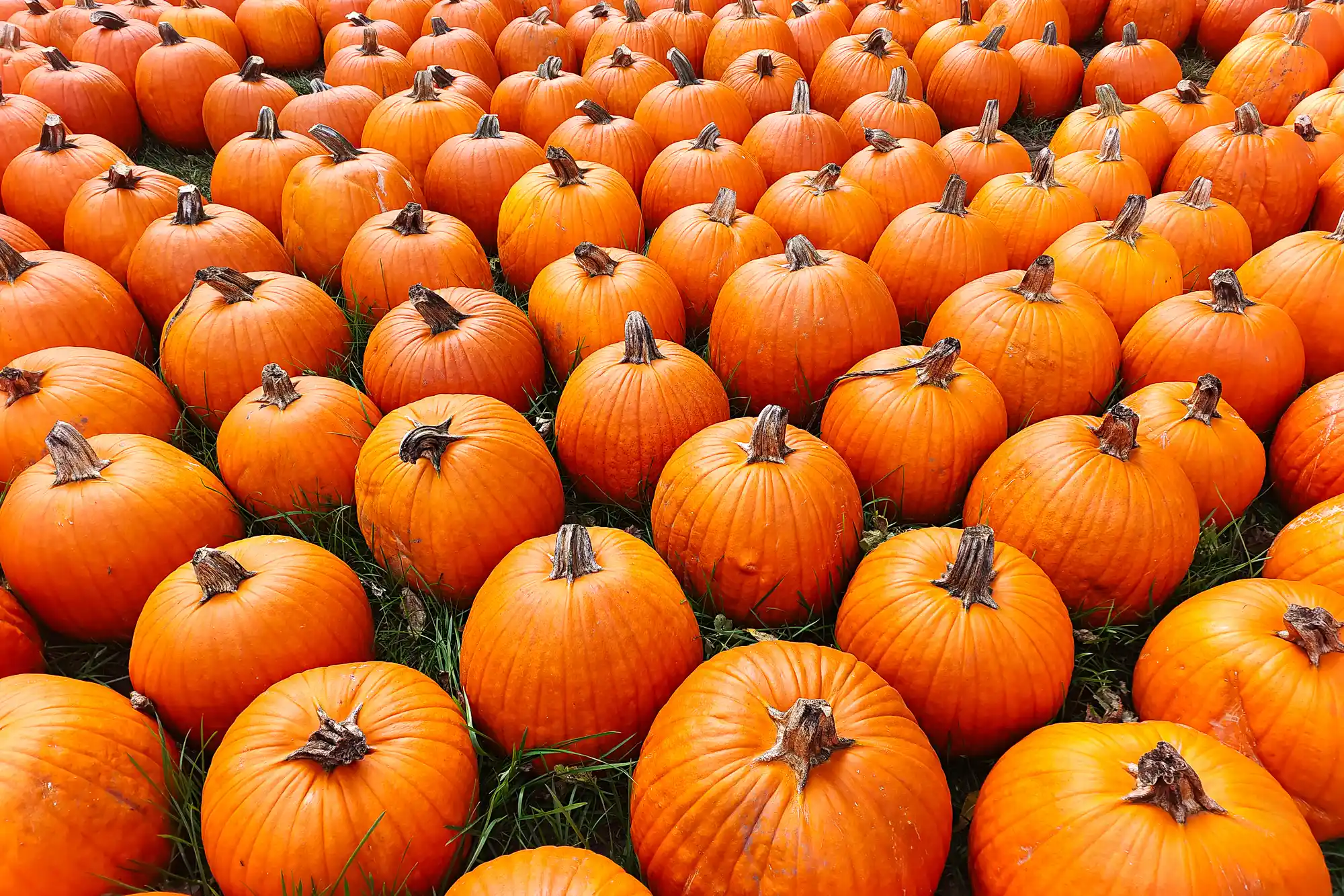 Field of pumpkins