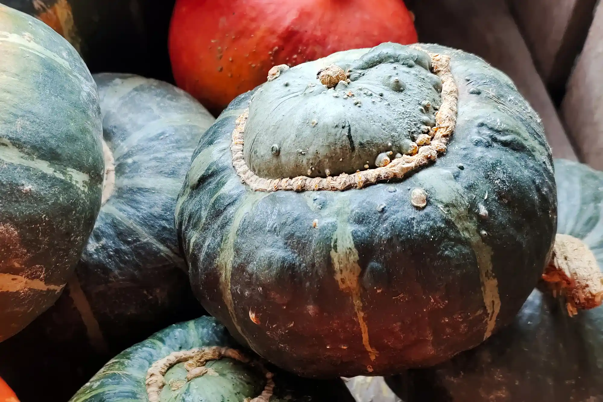 Top lid pumpkins