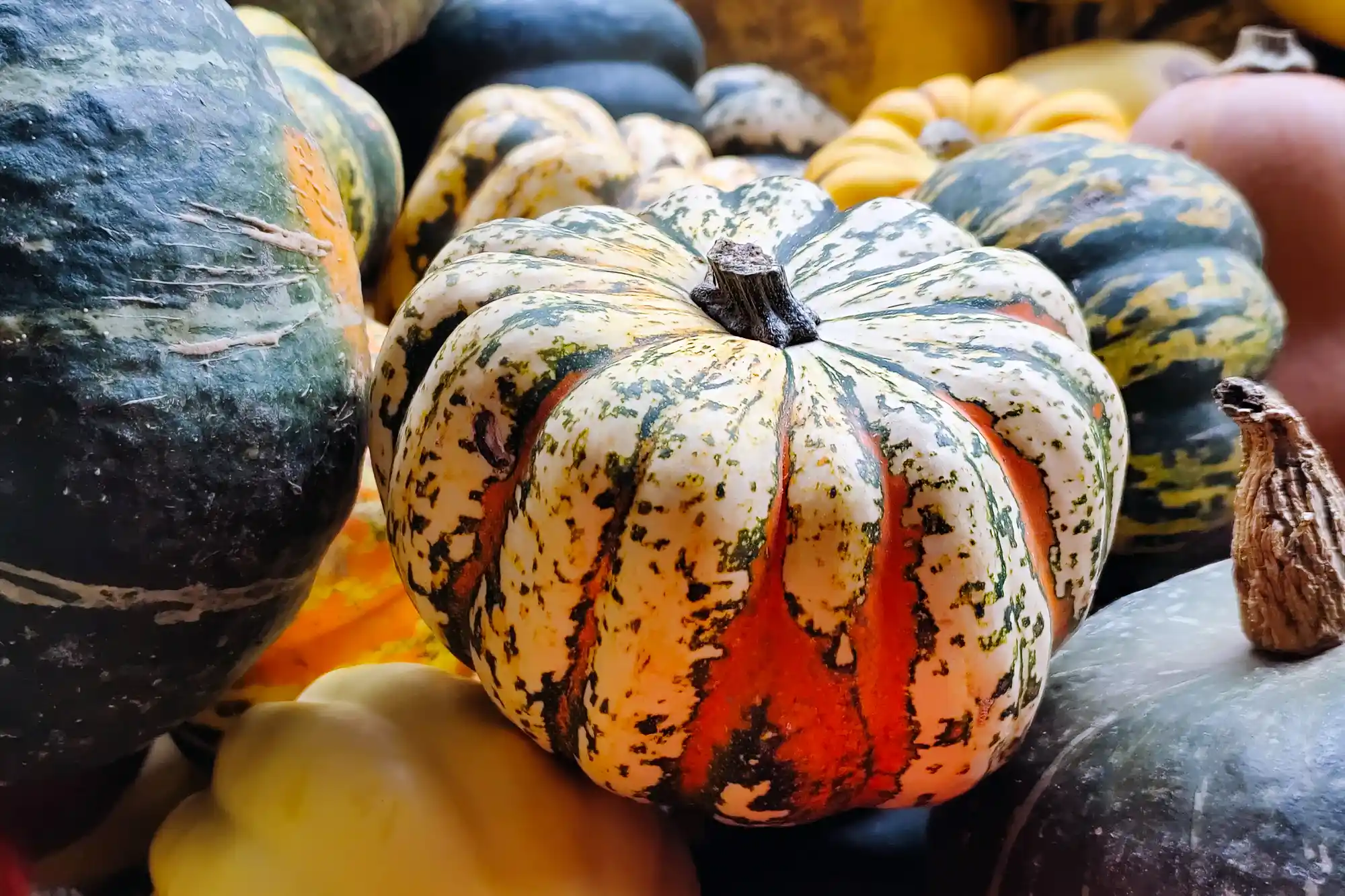 Ohio Pumpkins